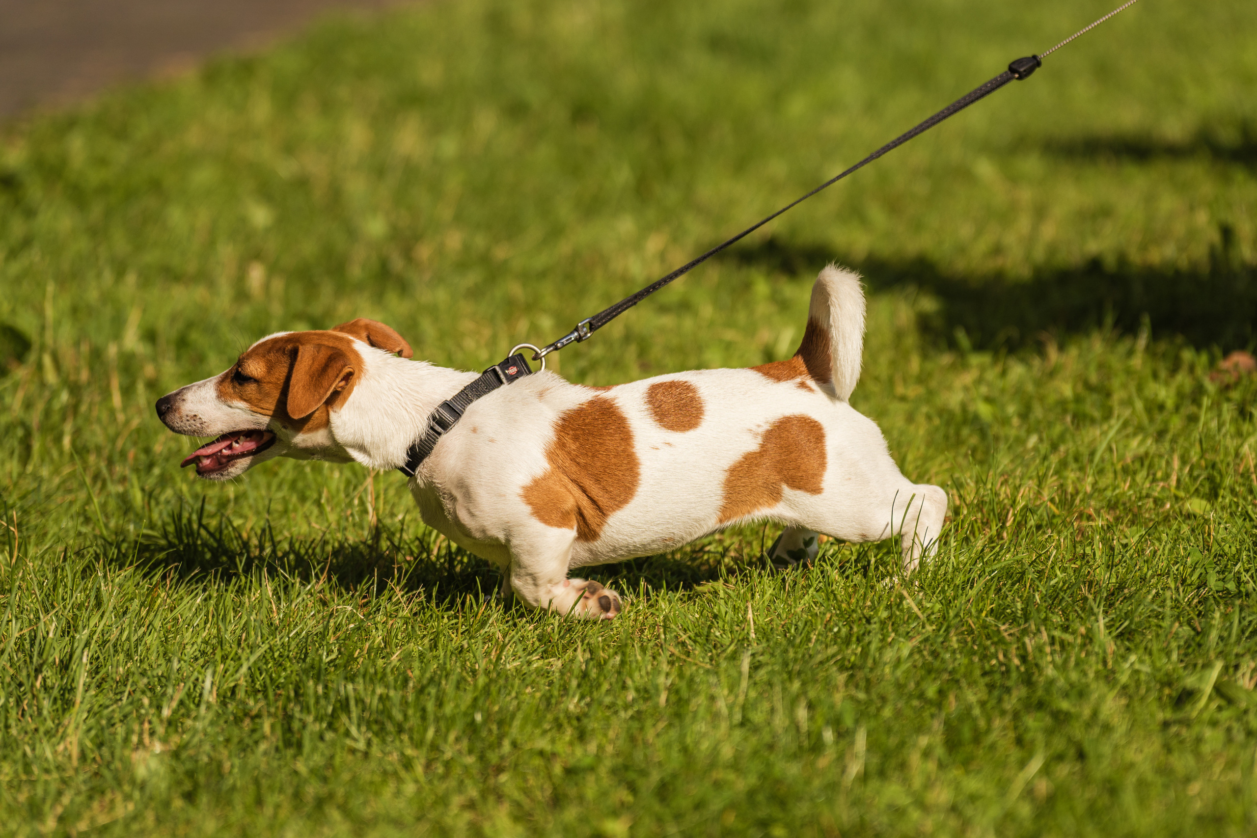 PTuras — Birštono takais. OnePIXEL