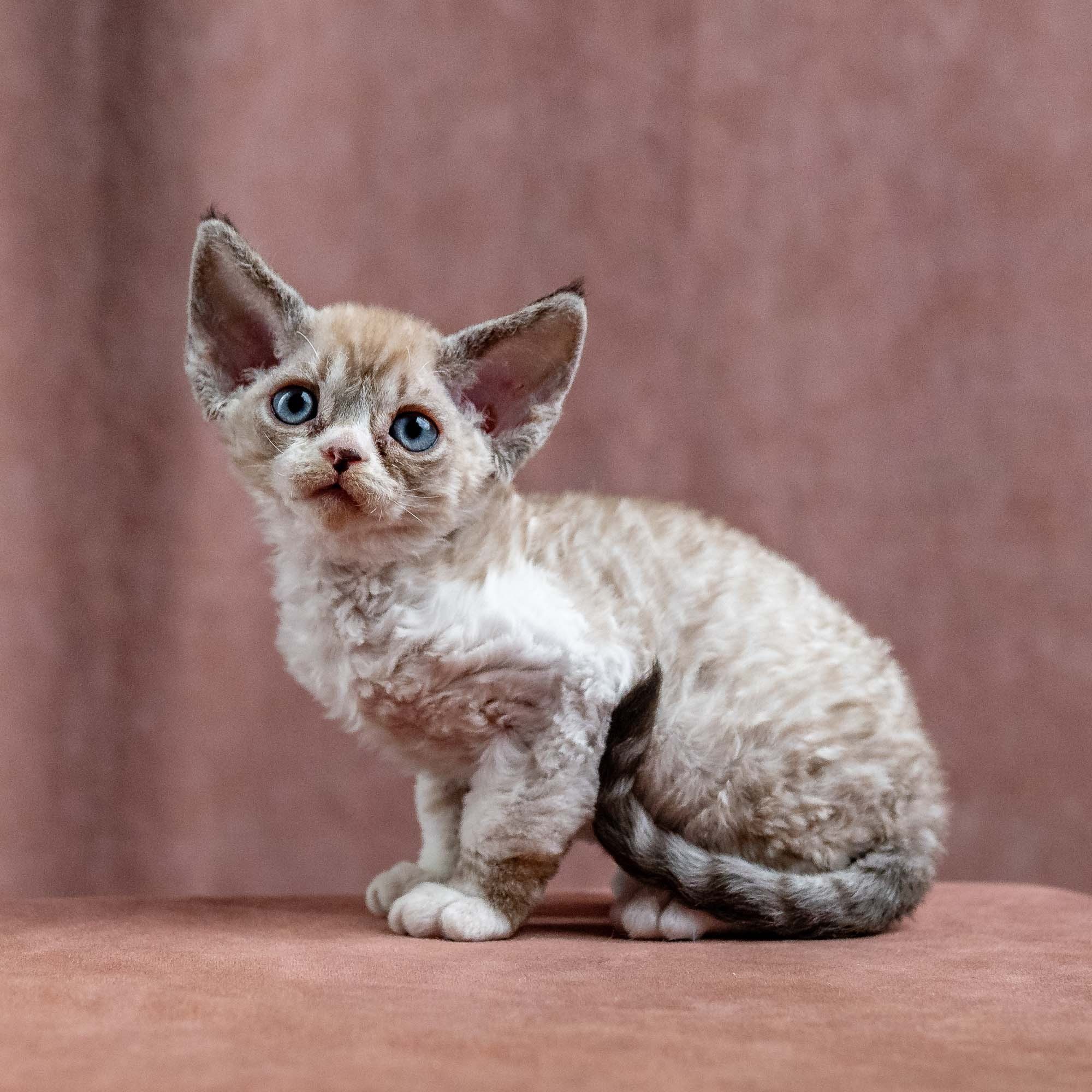 Kai, boy, born 07.02.2025. Devon Rex Pixie Cattery