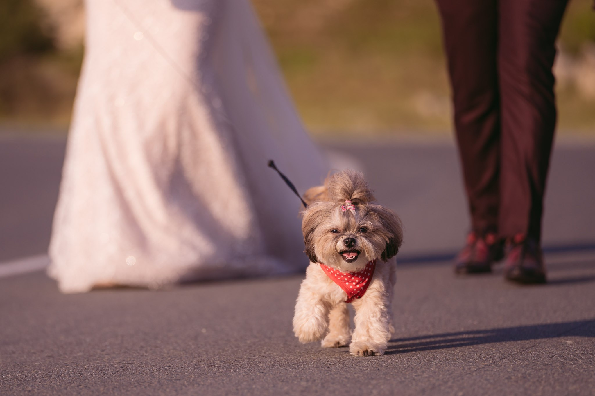 Alina & Andrei. Fotograf de nunta in Constanta|Marian Badescu