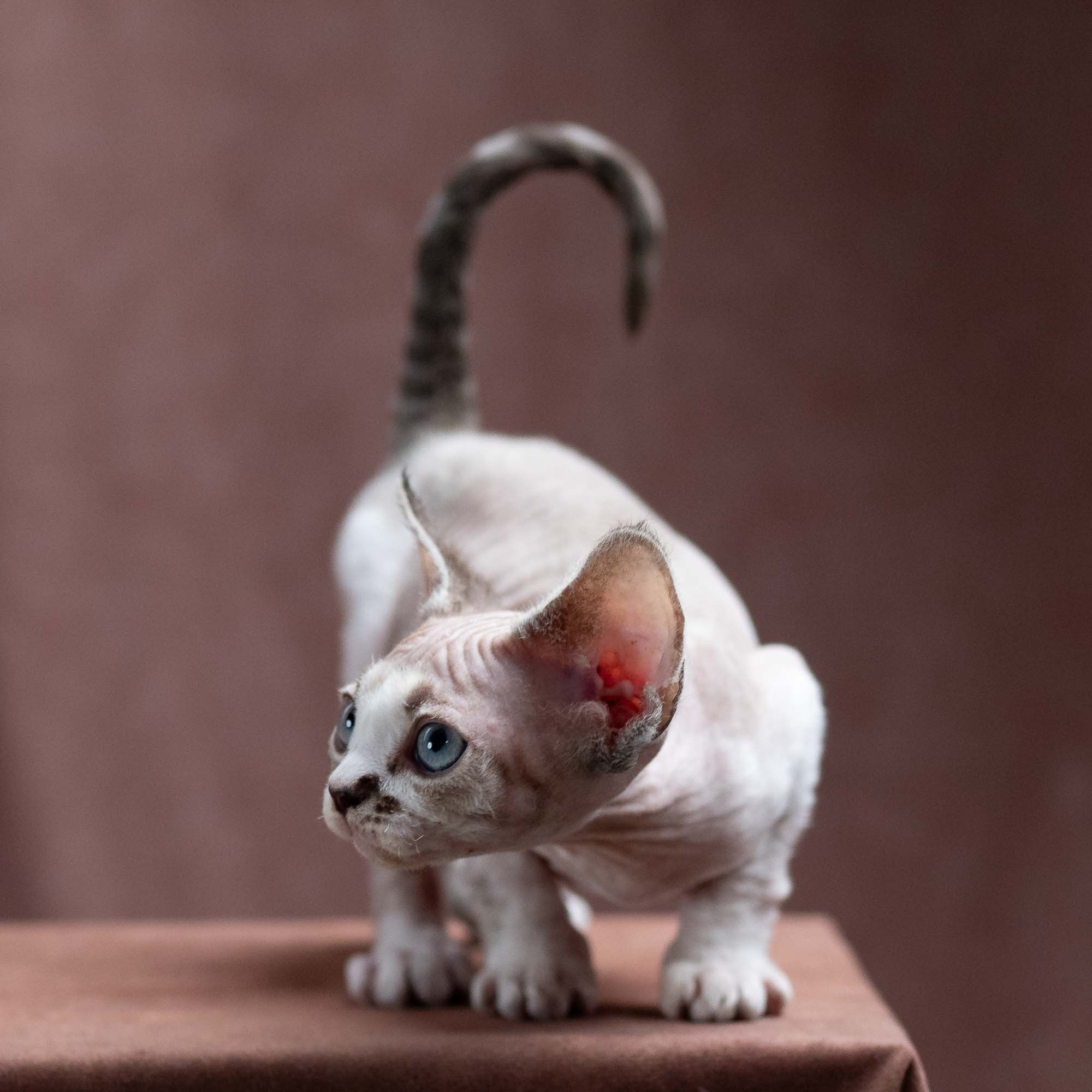 Frank, boy, born on 01.01.25. Devon Rex Pixie Cattery