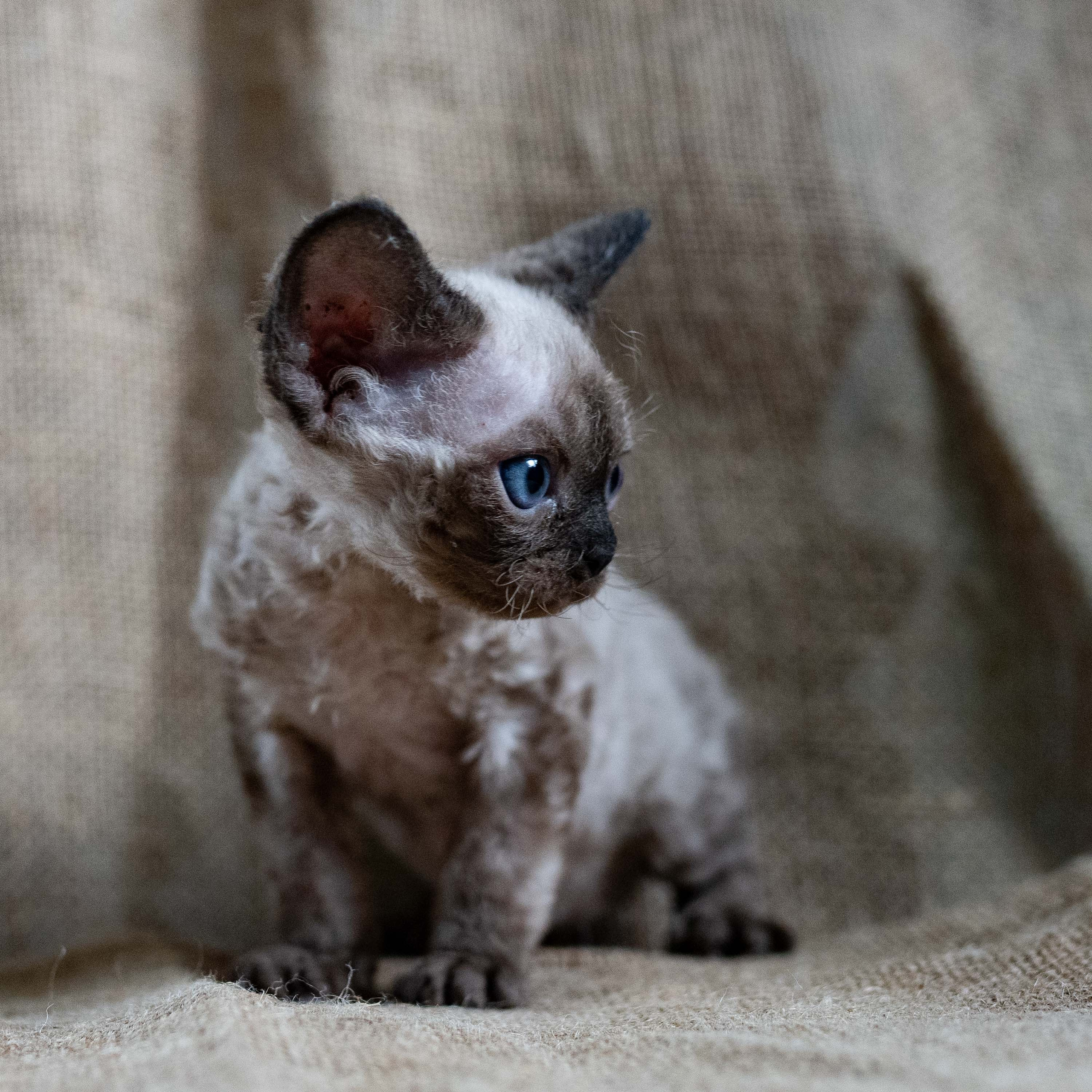 Leo, boy, born 12.20.2025. Devon Rex Pixie Cattery