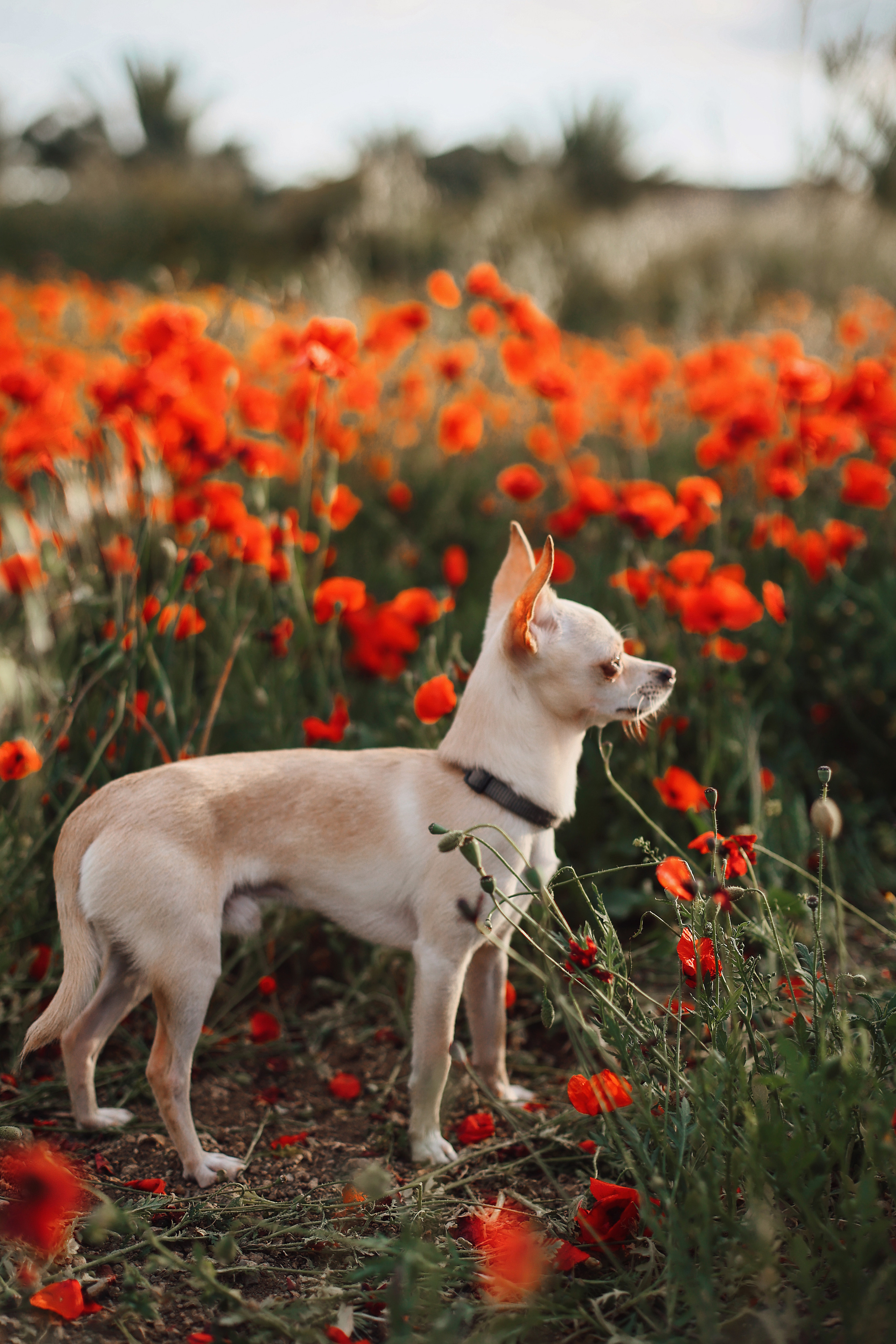 Фотосессия в маках. Апрель, 2023,. Kipriotka. Ваш фотограф на Кипре (Айя-Напа, Протарас)