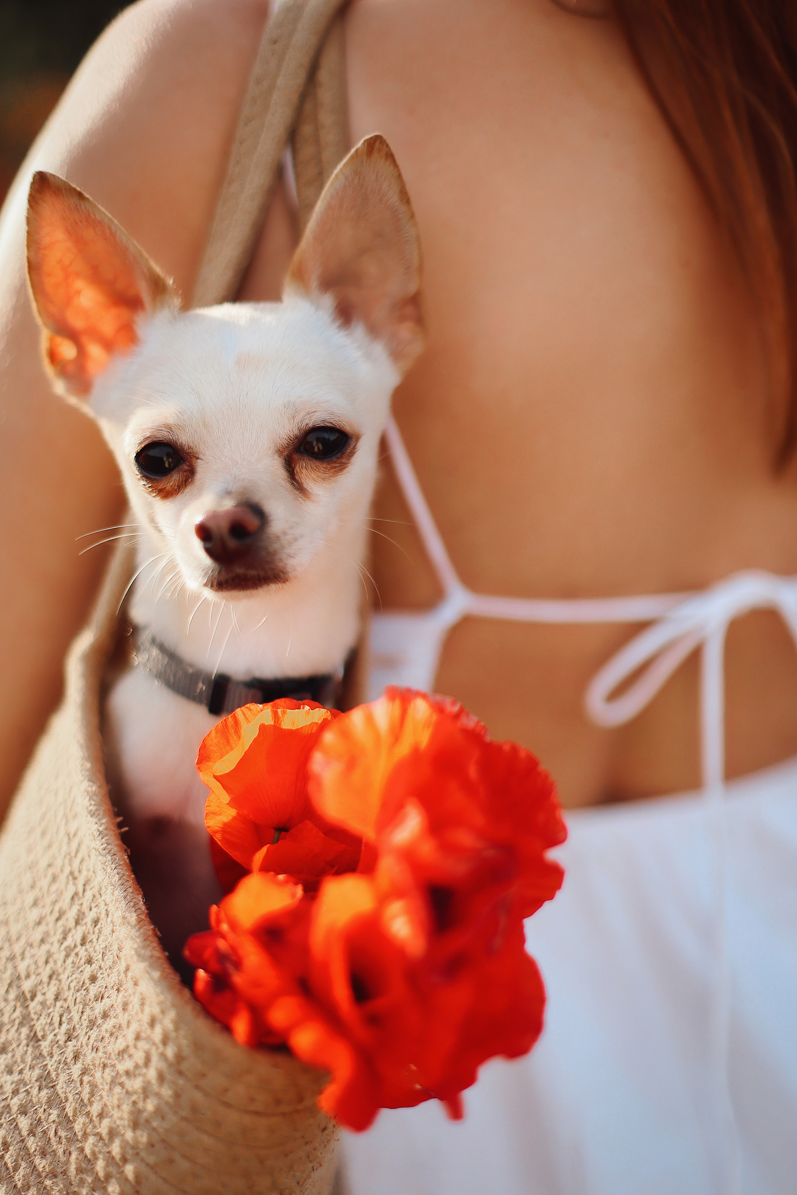 Фотосессия в маках. Апрель, 2023,. Kipriotka. Ваш фотограф на Кипре (Айя-Напа, Протарас)