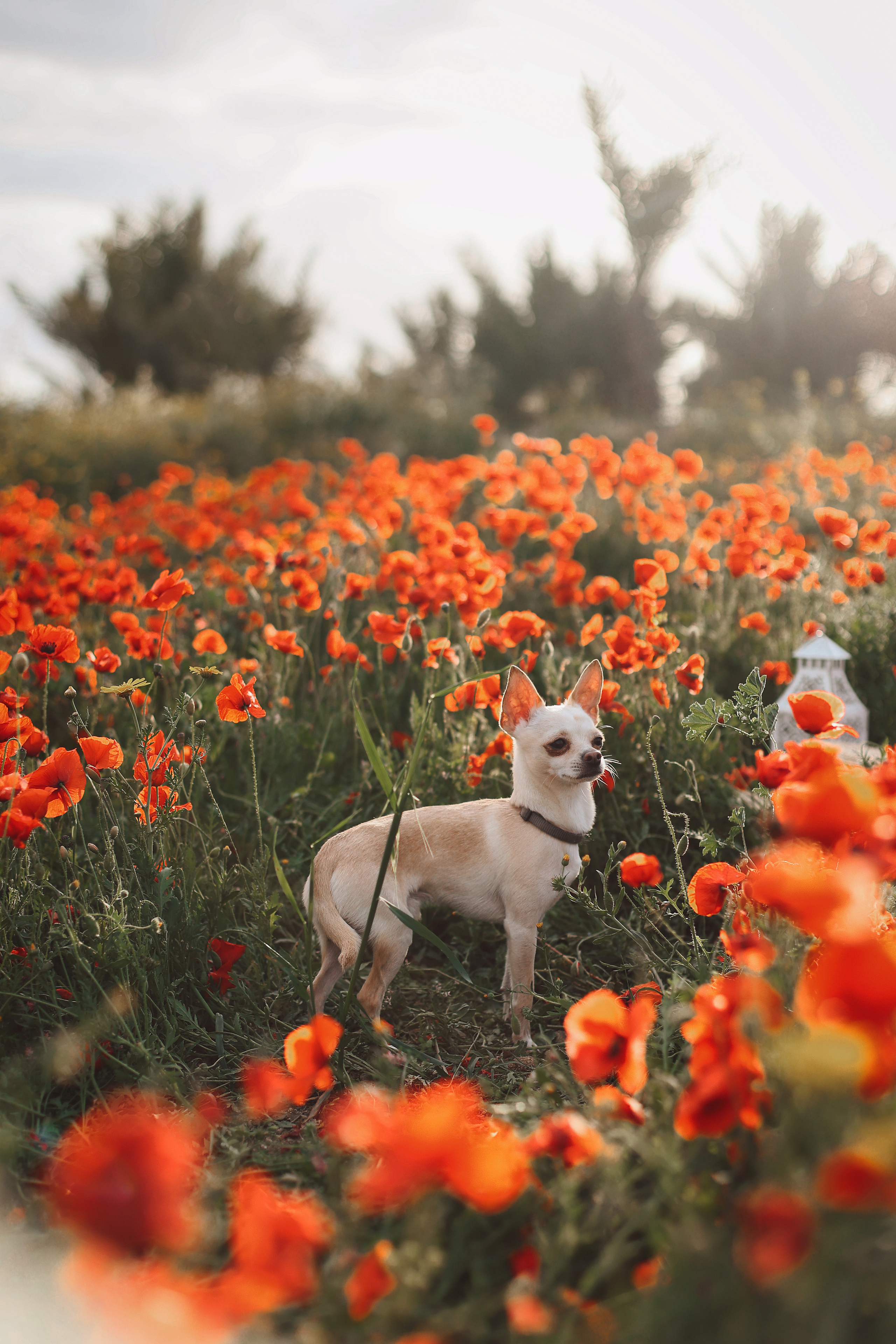 Фотосессия в маках. Апрель, 2023,. Kipriotka. Ваш фотограф на Кипре (Айя-Напа, Протарас)