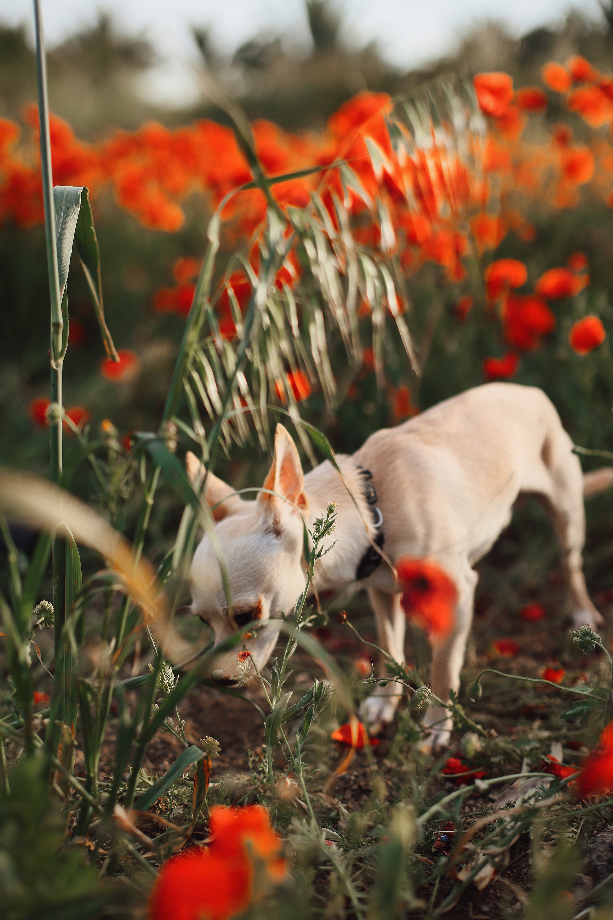 Фотосессия в маках. Апрель, 2023,. Kipriotka. Ваш фотограф на Кипре (Айя-Напа, Протарас)