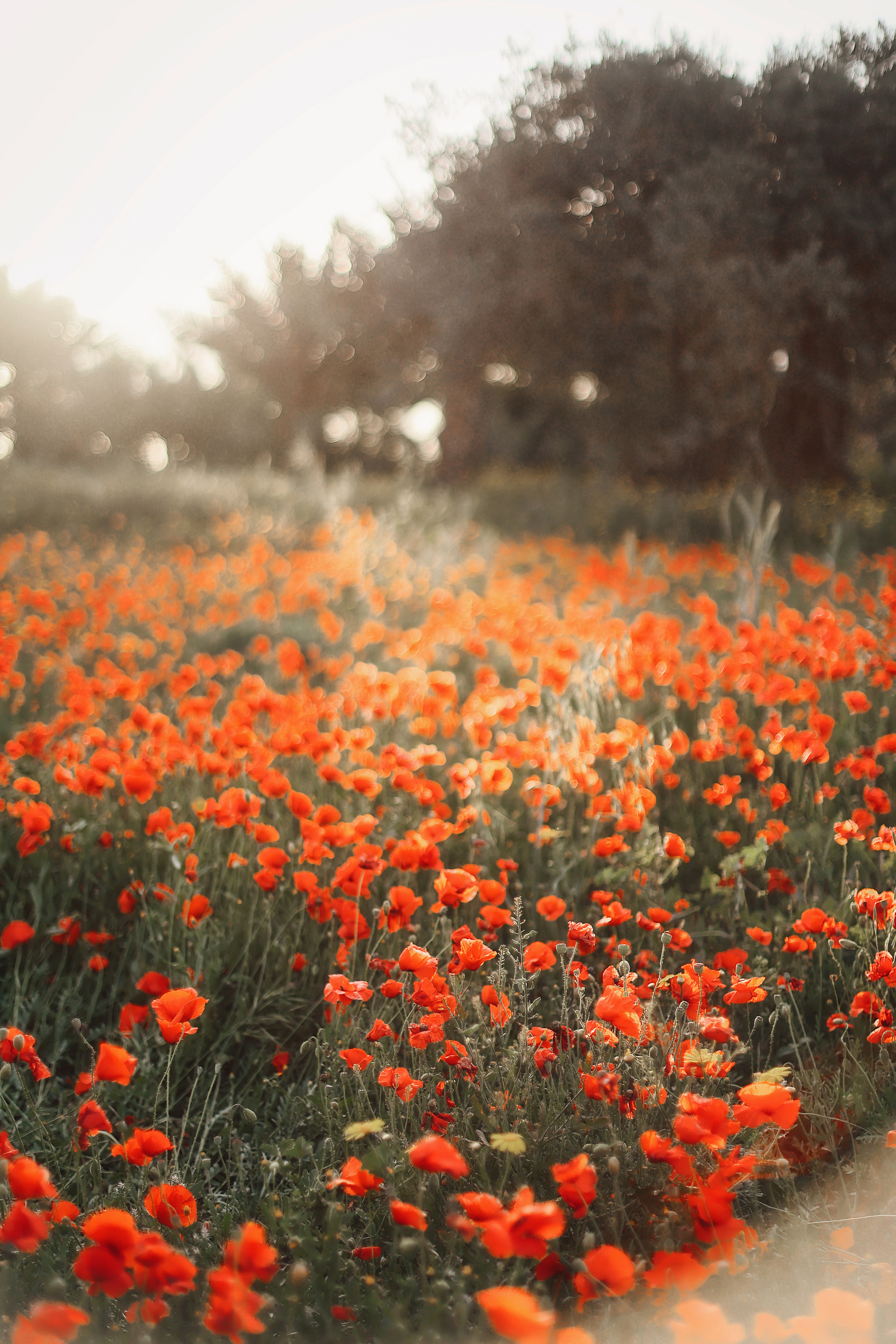 Фотосессия в маках. Апрель, 2023,. Kipriotka. Ваш фотограф на Кипре (Айя-Напа, Протарас)