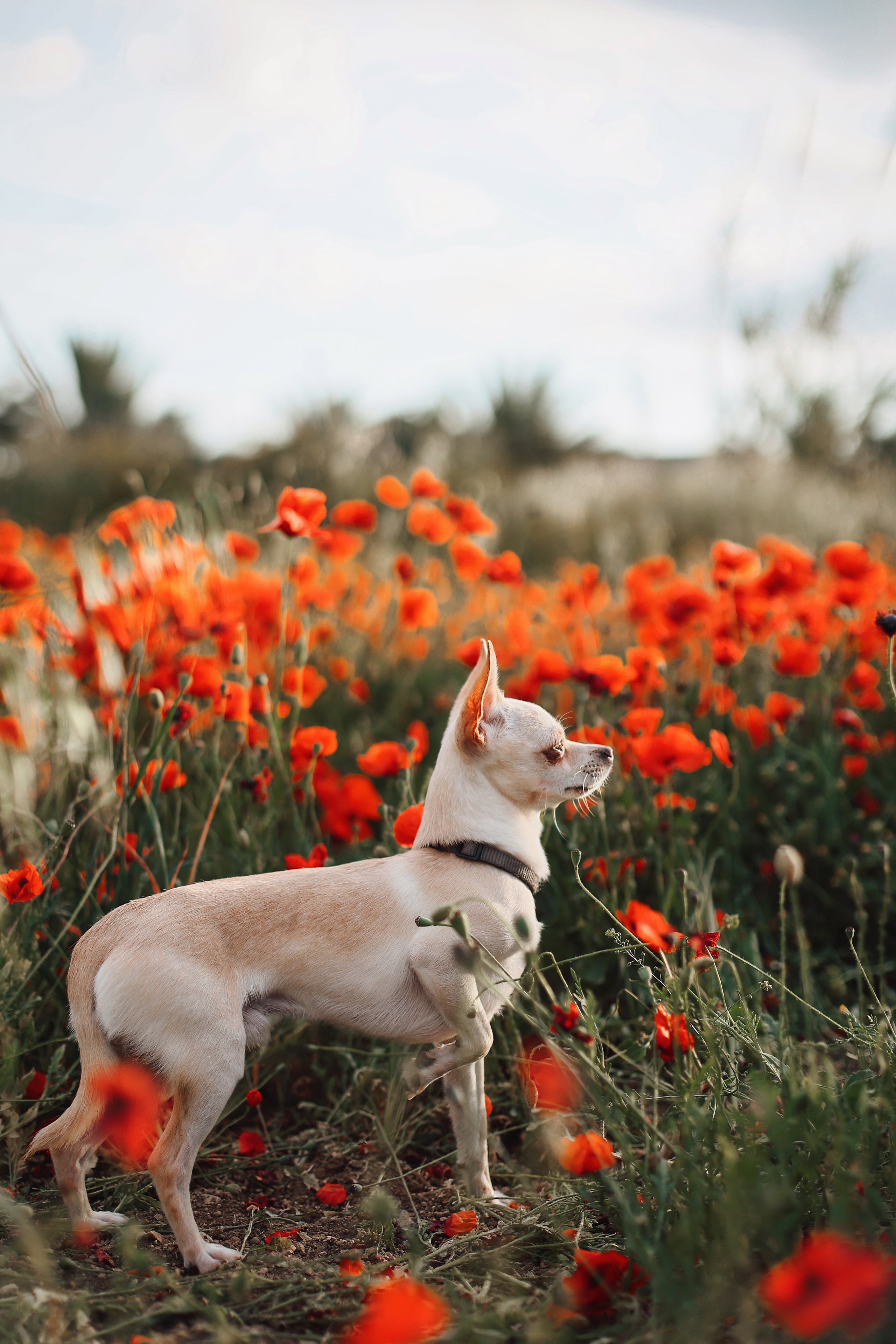 Фотосессия в маках. Апрель, 2023,. Kipriotka. Ваш фотограф на Кипре (Айя-Напа, Протарас)
