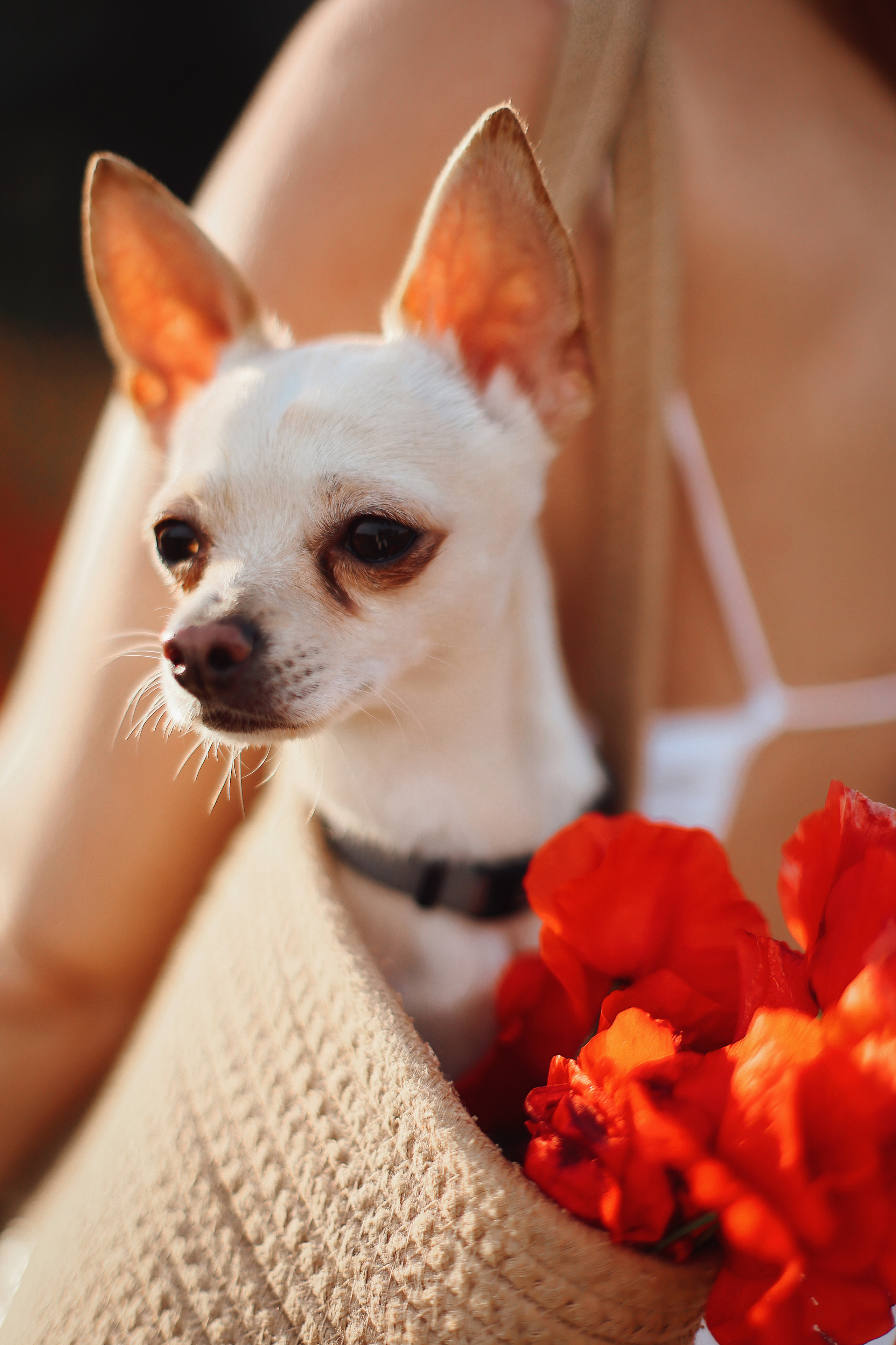 Фотосессия в маках. Апрель, 2023,. Kipriotka. Ваш фотограф на Кипре (Айя-Напа, Протарас)