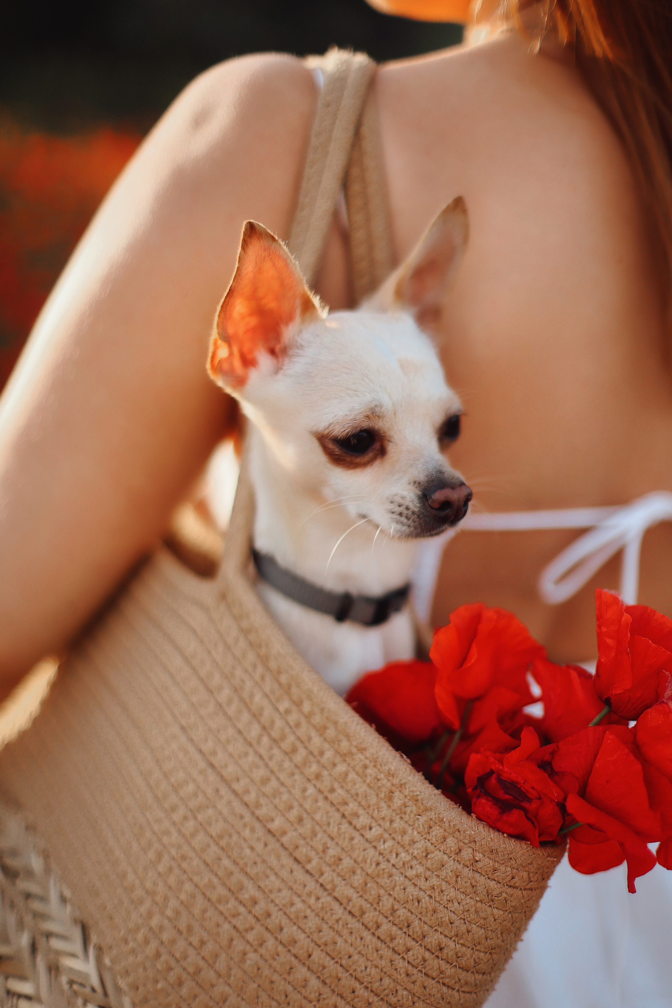 Фотосессия в маках. Апрель, 2023,. Kipriotka. Ваш фотограф на Кипре (Айя-Напа, Протарас)