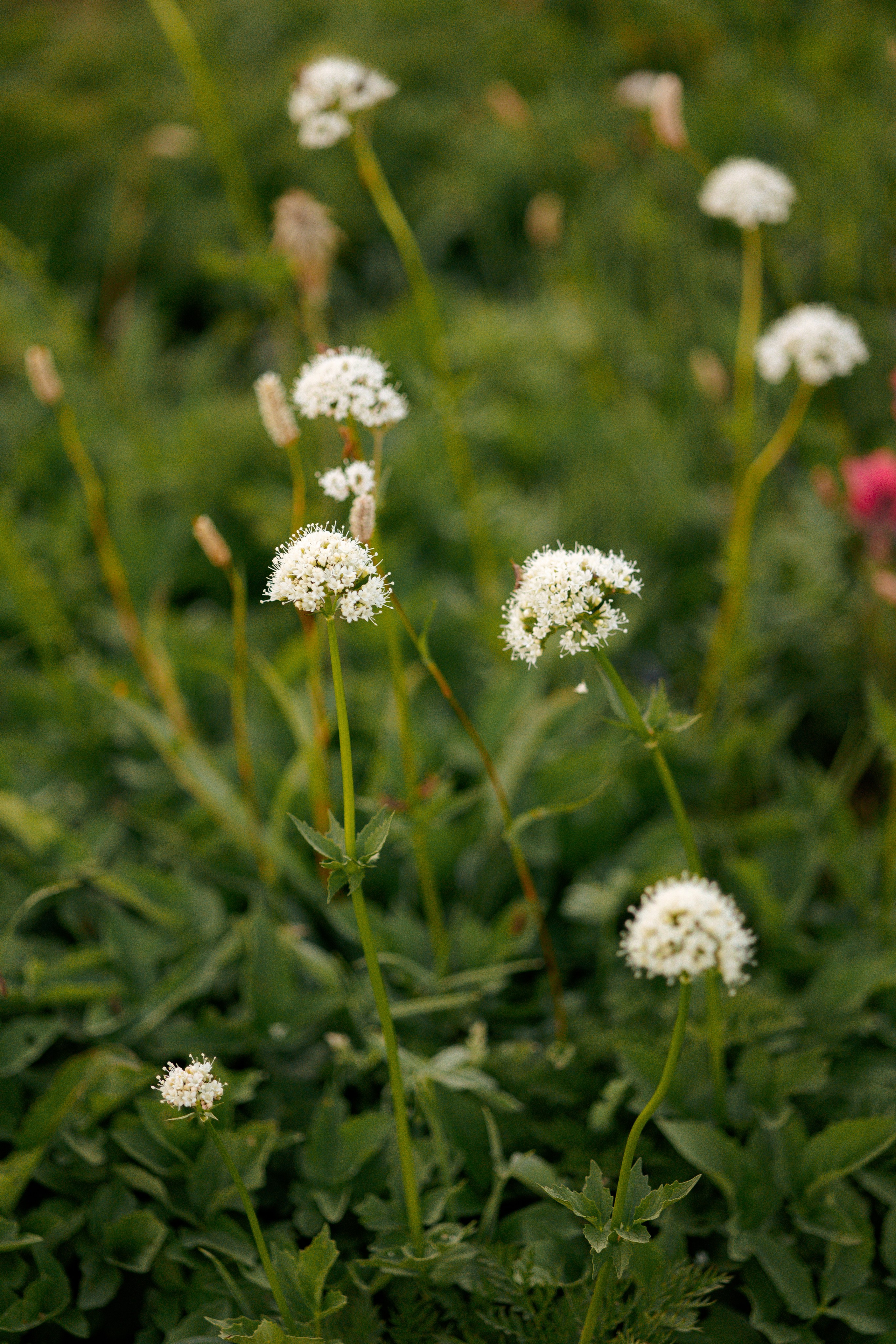 Embrace of Wildflowers. Family photographer Oregon — Washington