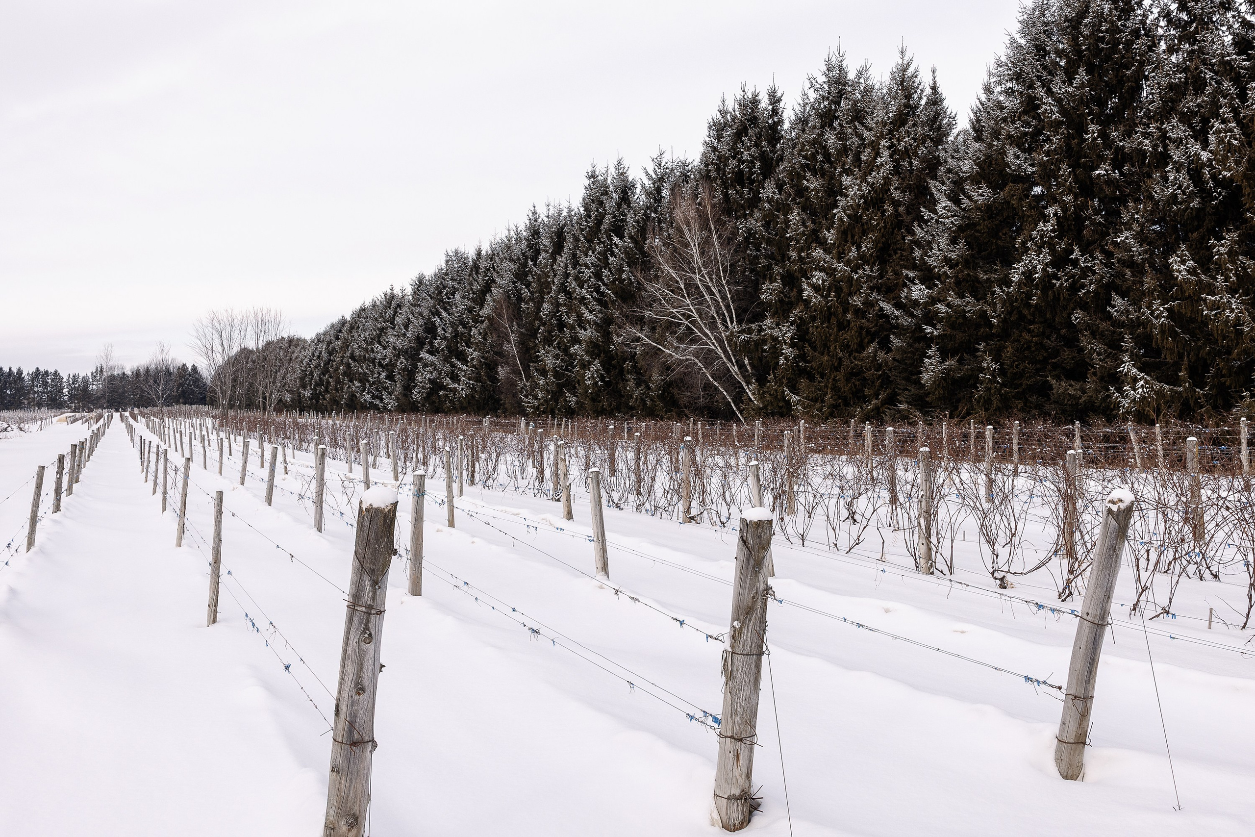 Vignoble et Domaine Beauchemin / Edition January 2025