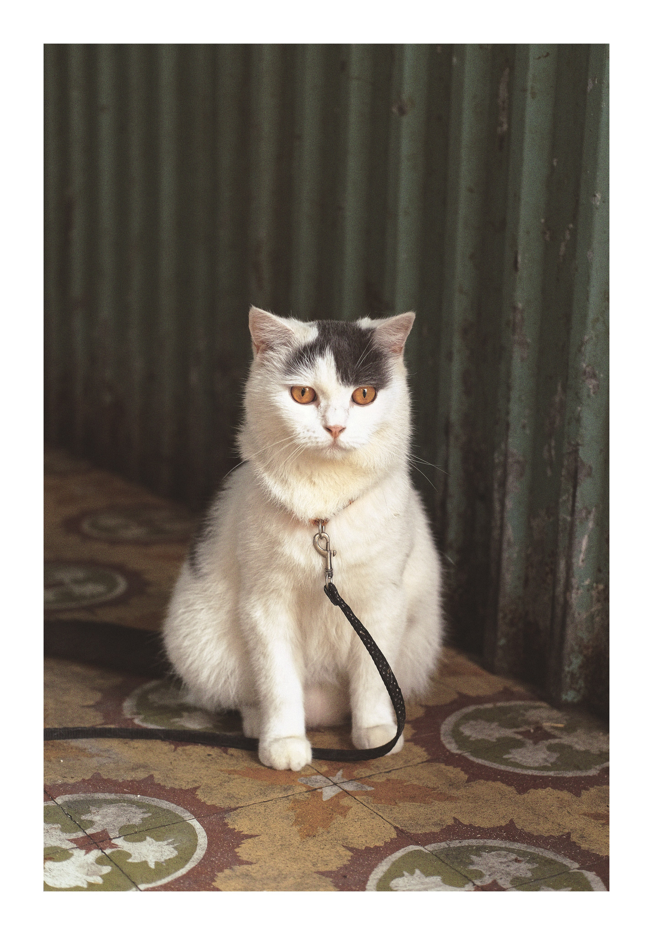 A Cat - street photography Vietnam