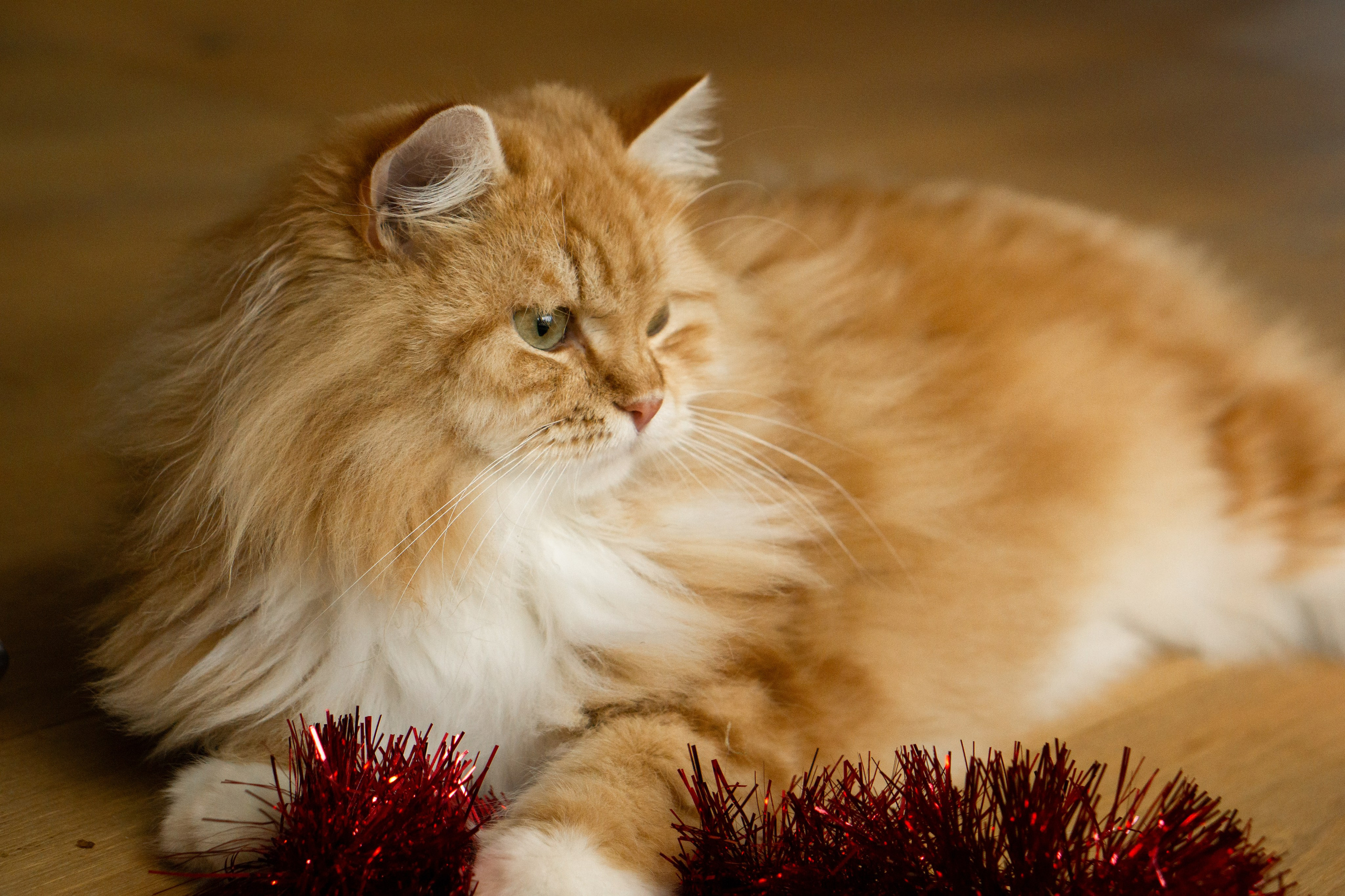 Christmas mood. Family workshop. Family photographer Aargau Zurich