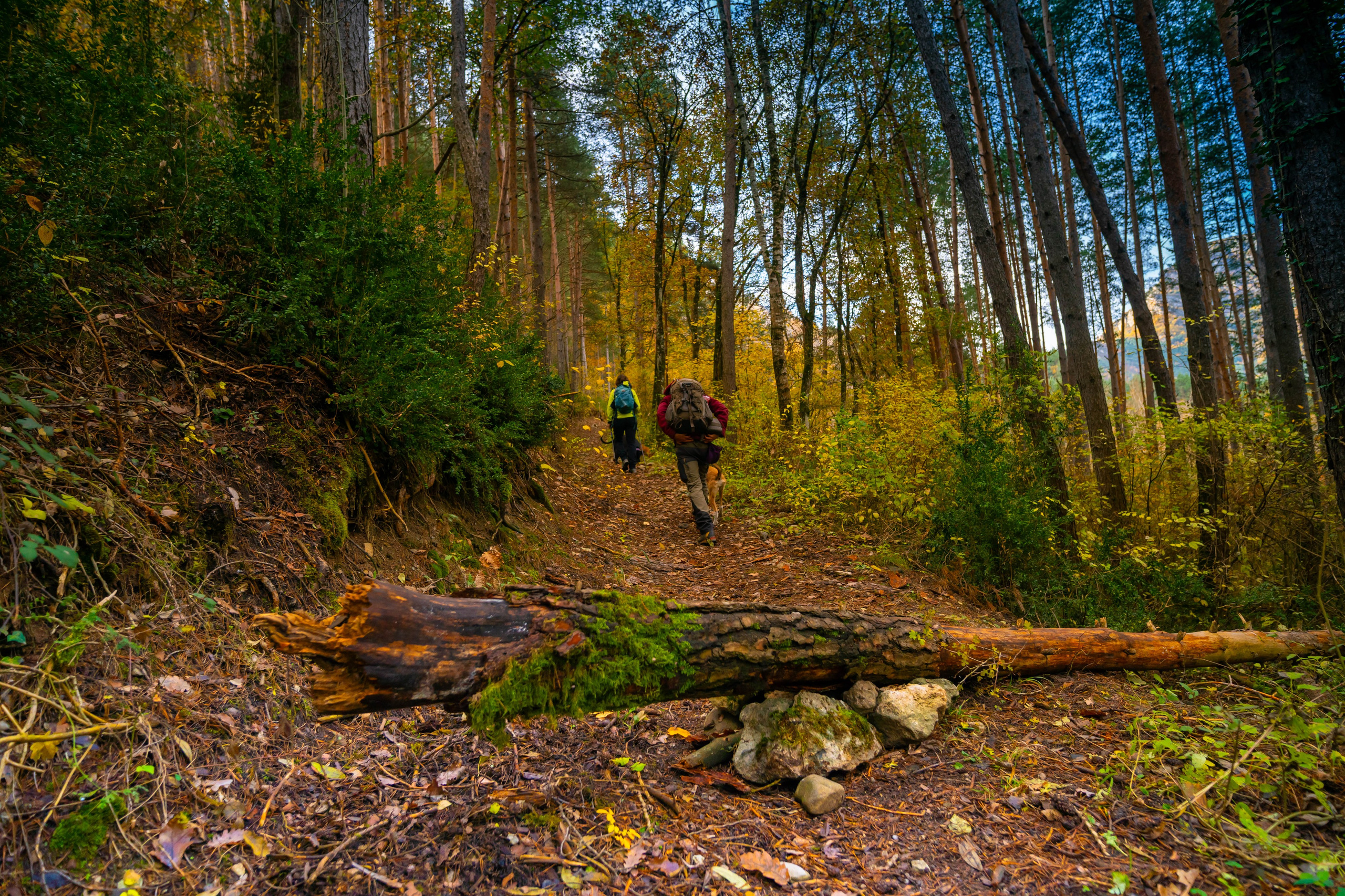 Ruta Otoño. Alba del Norte Studio