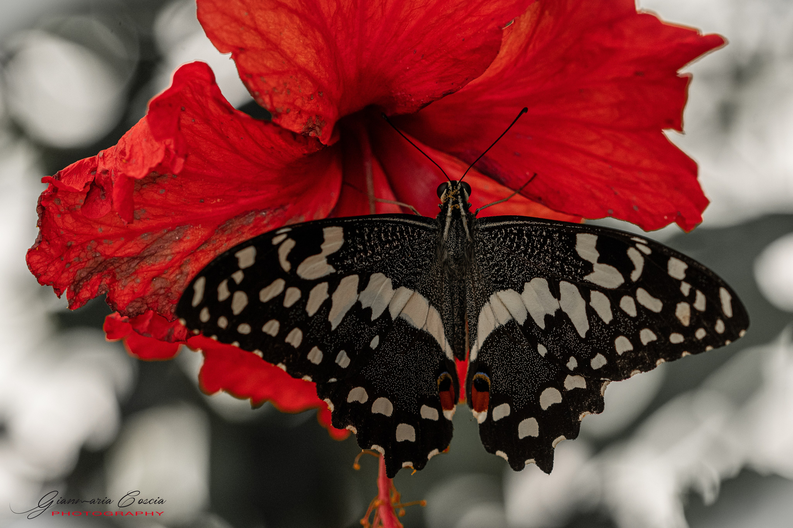 Farfalle. “Gianmaria Coscia fotografo per passione”