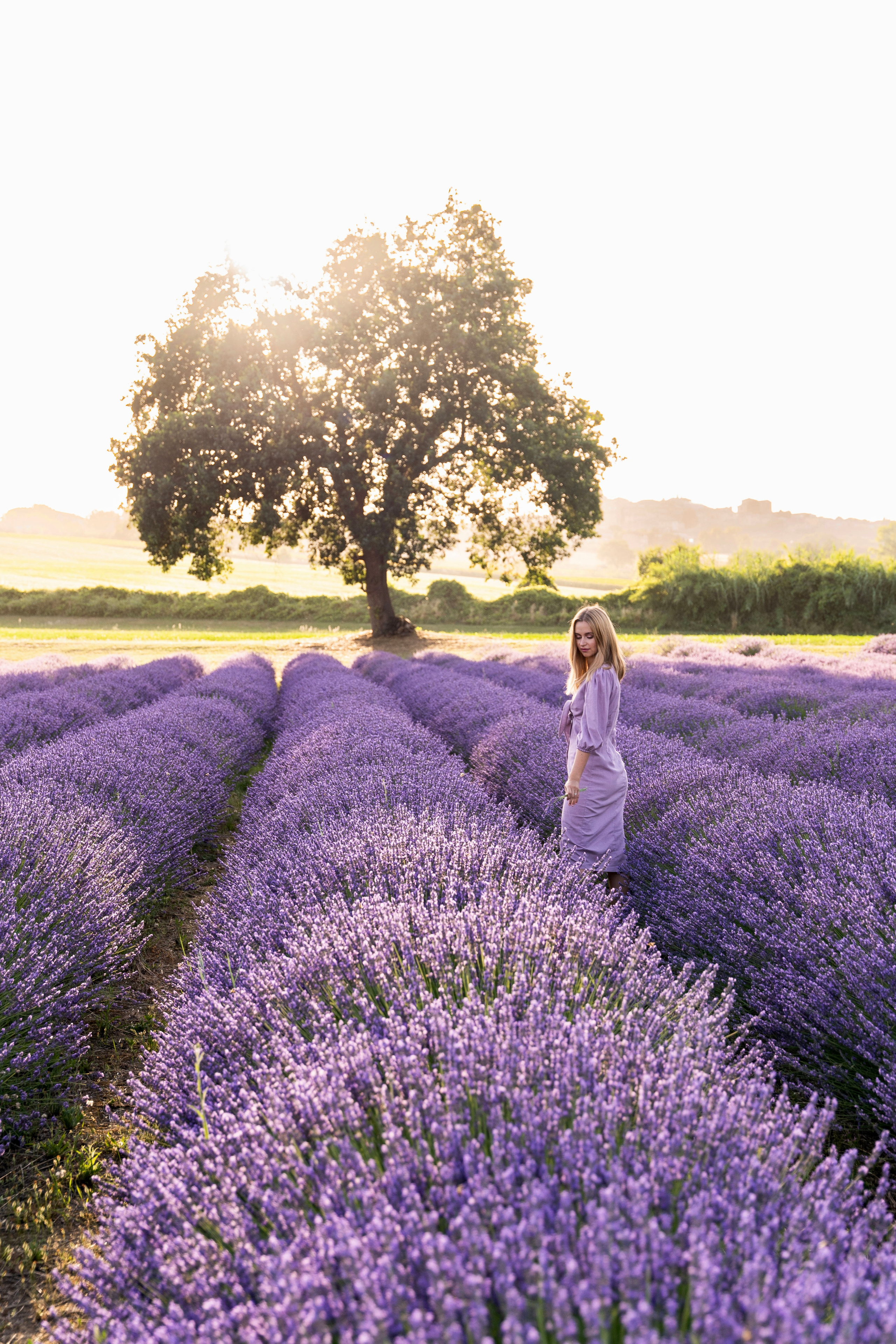 Lavender. Wedding photographer Natalia