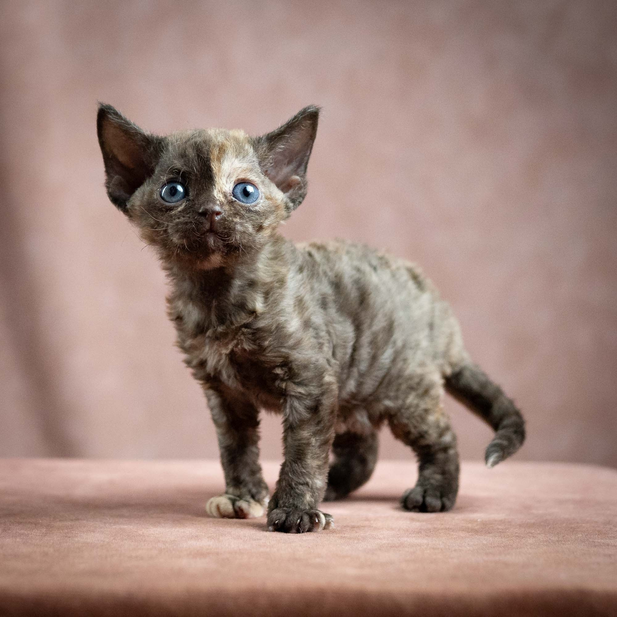 Mocha, girl, born 01.15.26. Devon Rex Pixie Cattery