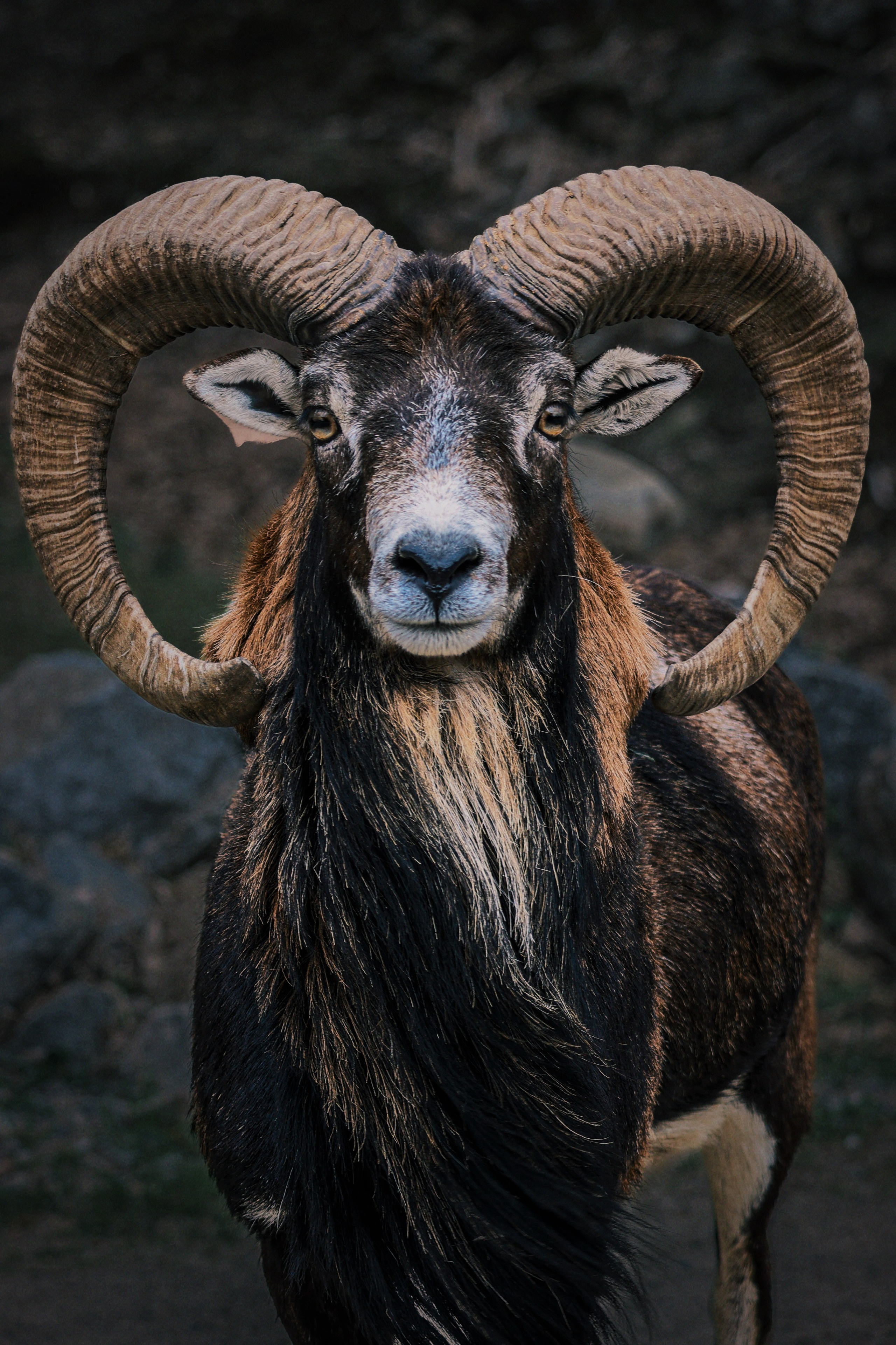 Nature & Wildlife. Navya Sispson | Portrait & Event Photography