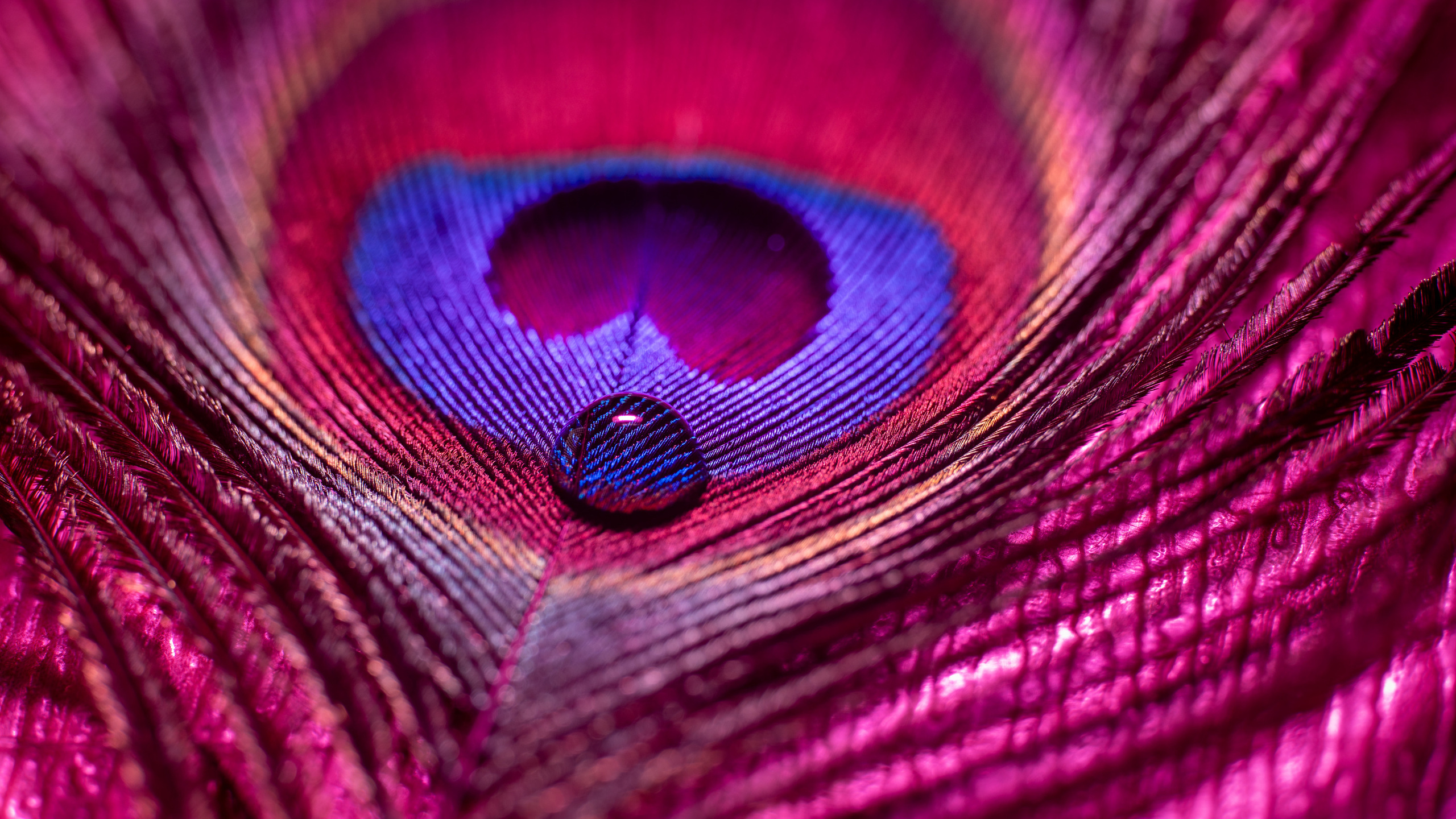 Macro foto. Galvenā