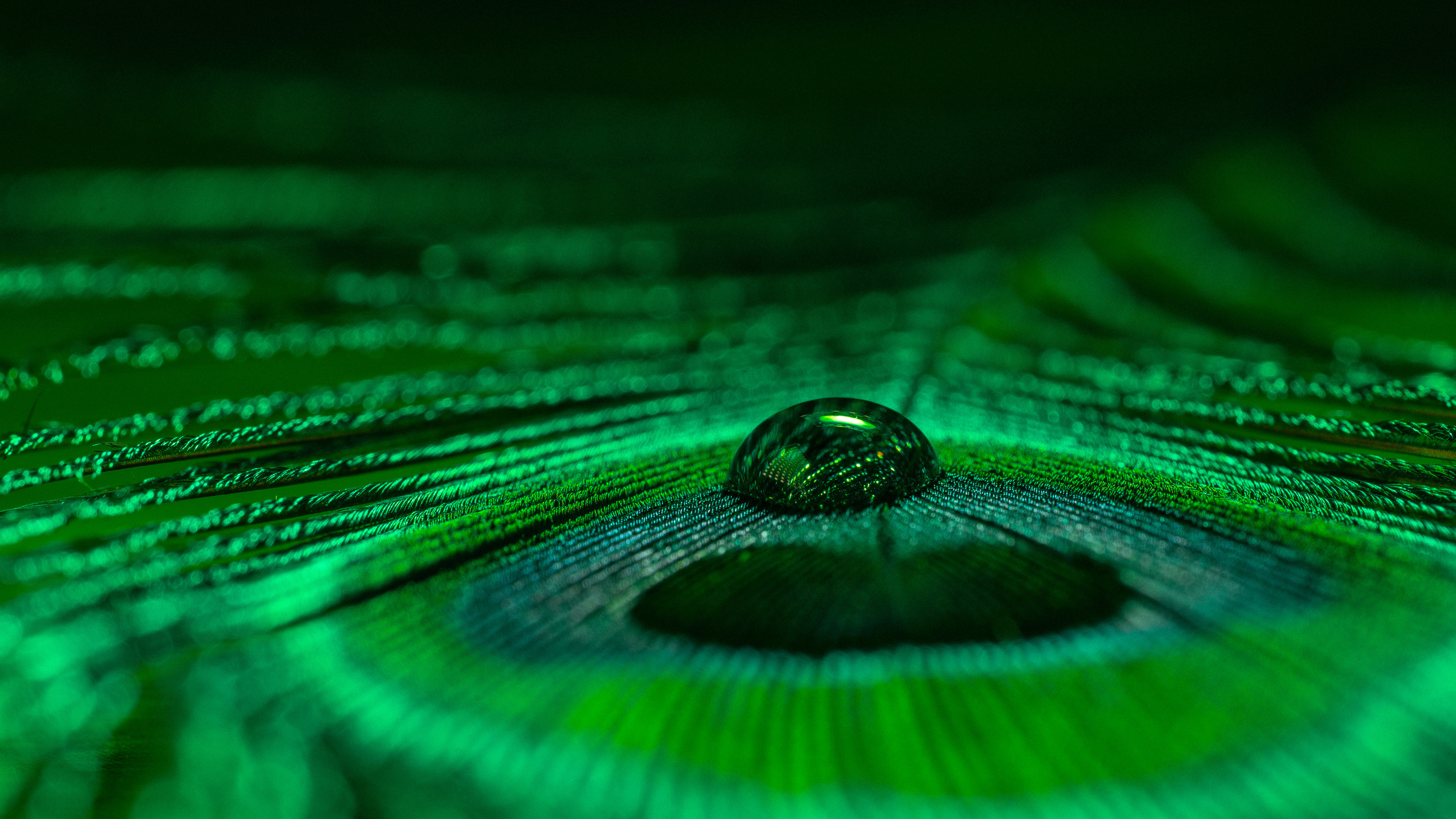 Macro foto. Galvenā