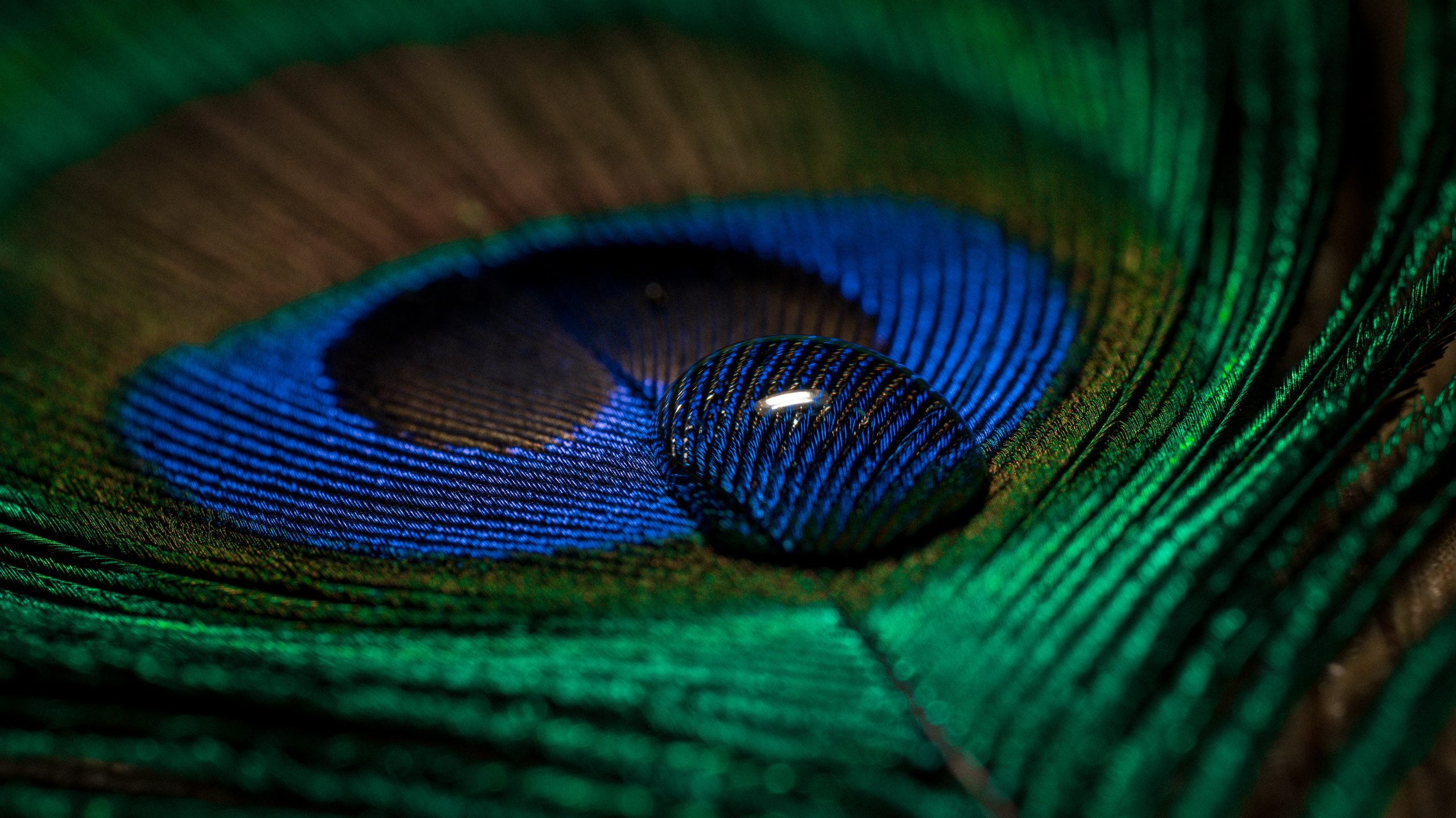 Macro foto. Galvenā
