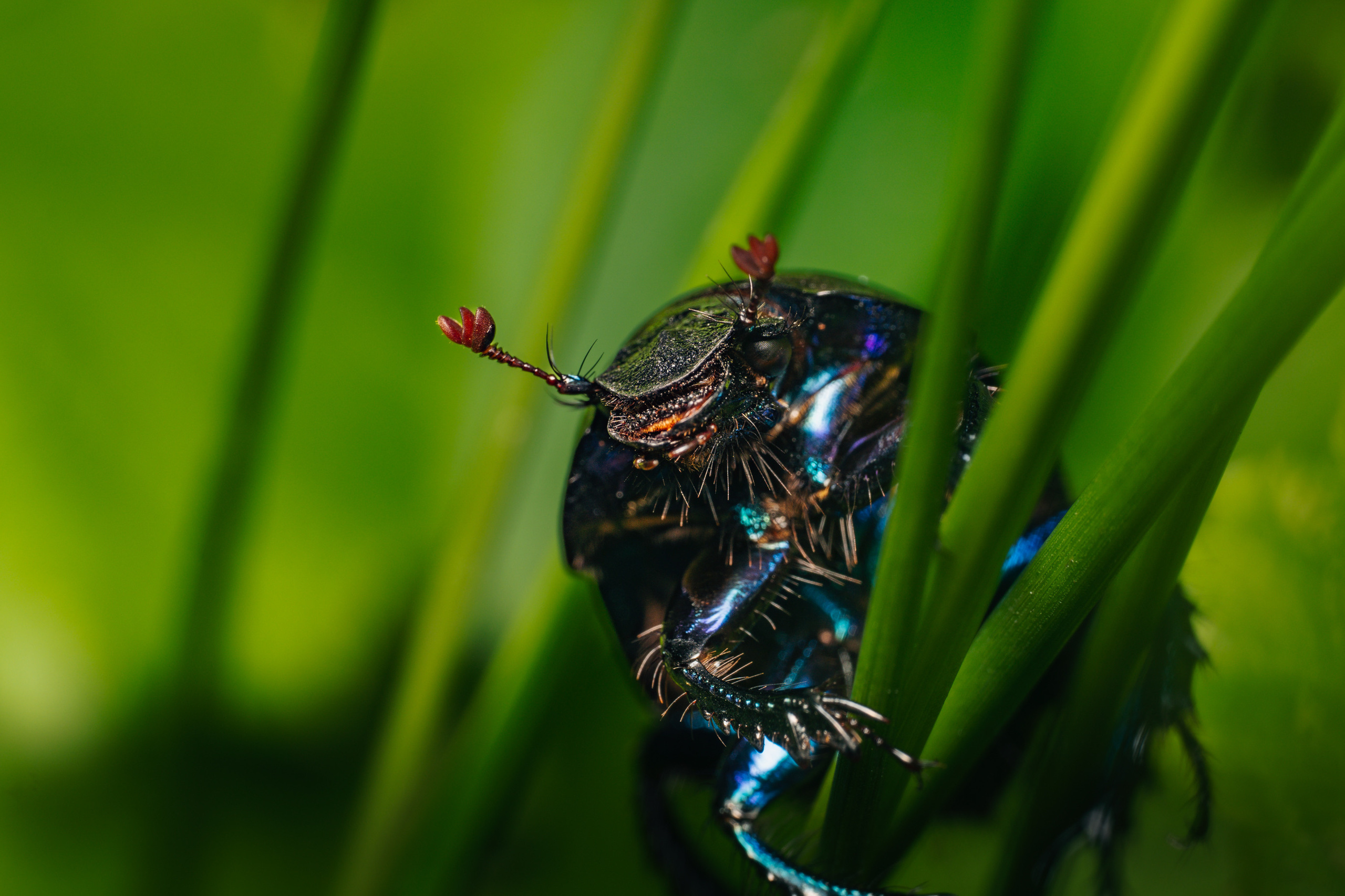 Macro foto. Galvenā