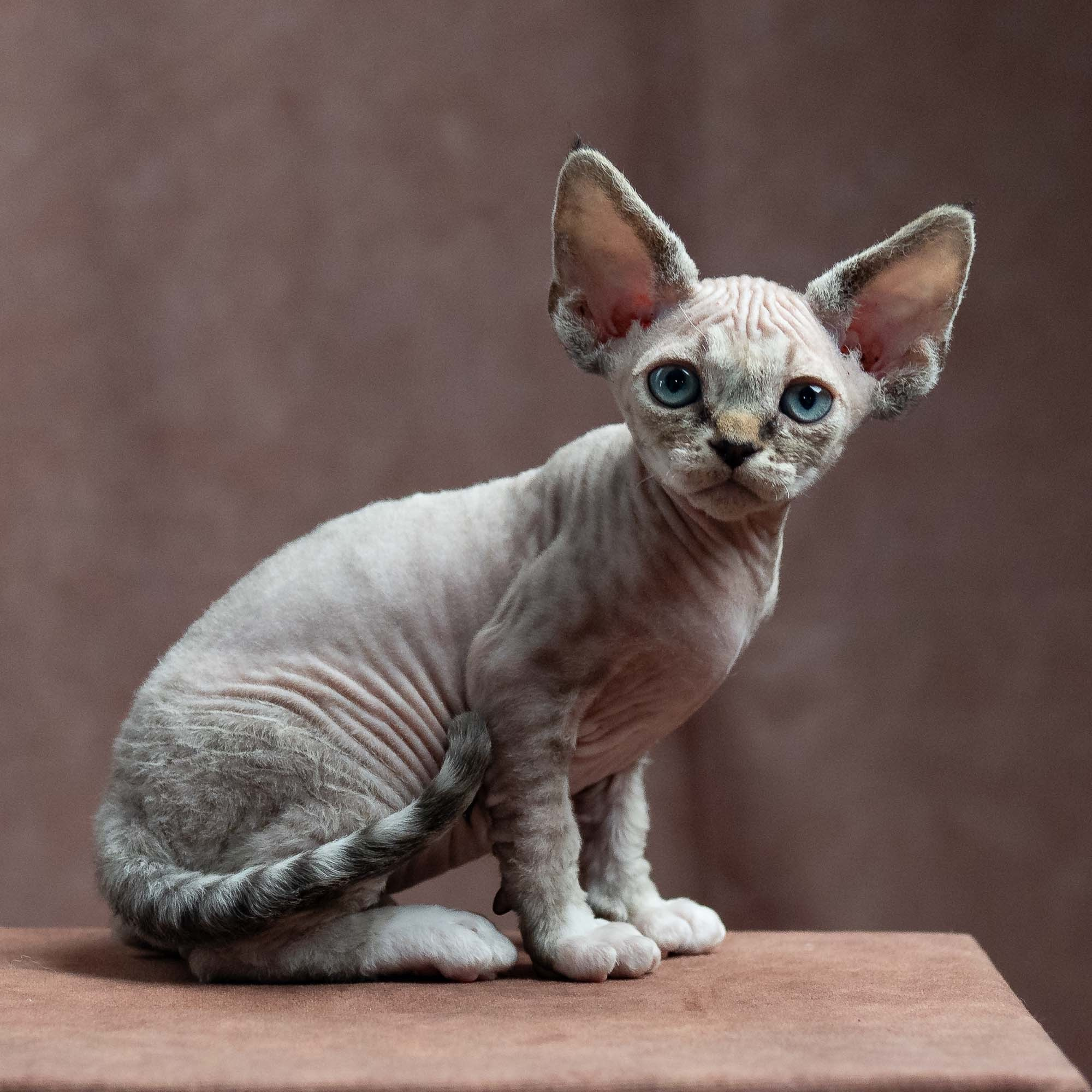 Finn,  boy, born on 01.01.25. Devon Rex Pixie Cattery