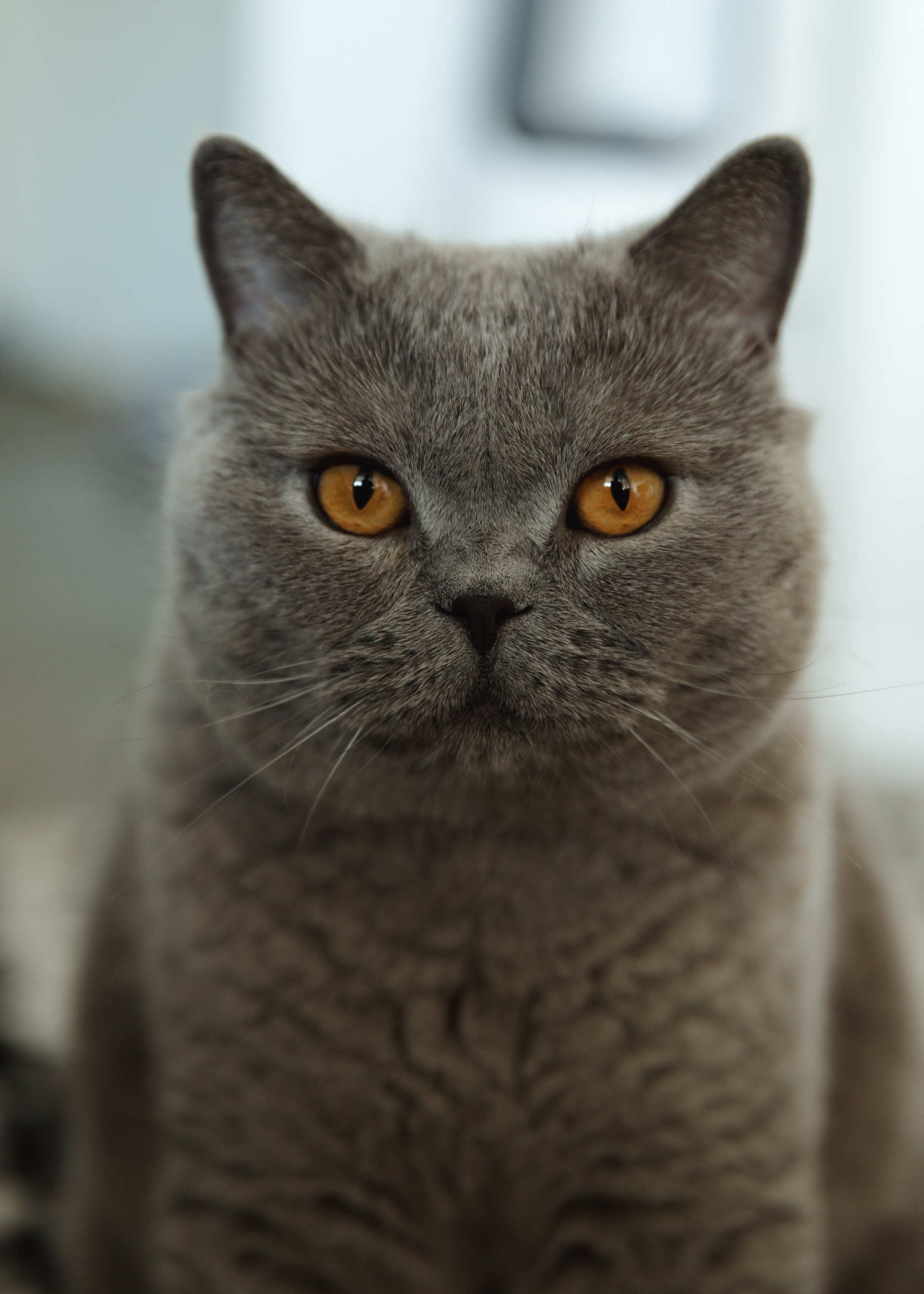 Boczka & Dimitrii. Kaja | fotograf we Wrocławiu | ludzie i psy