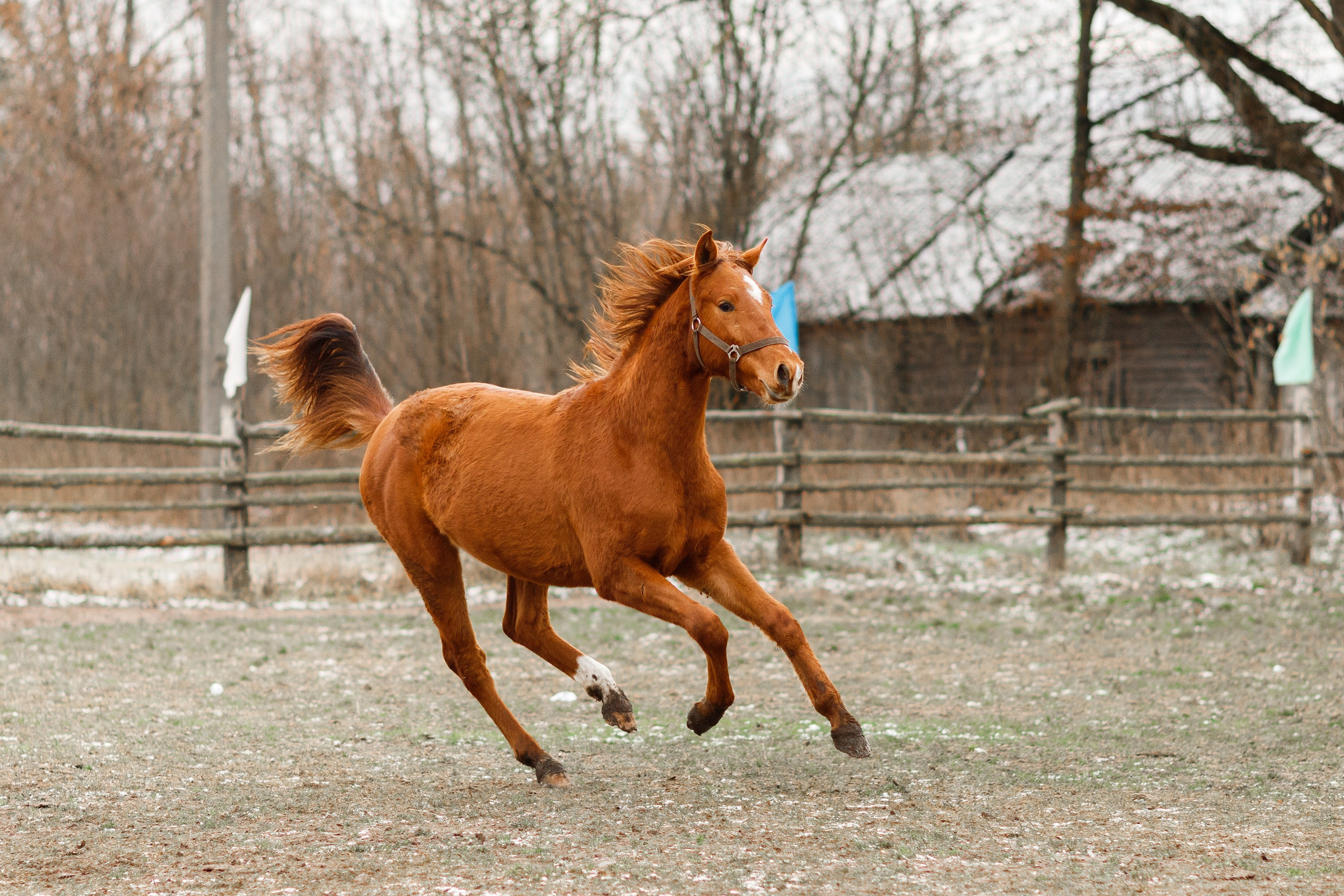 Winter stable. Kaja | fotograf psów we Wrocławiu