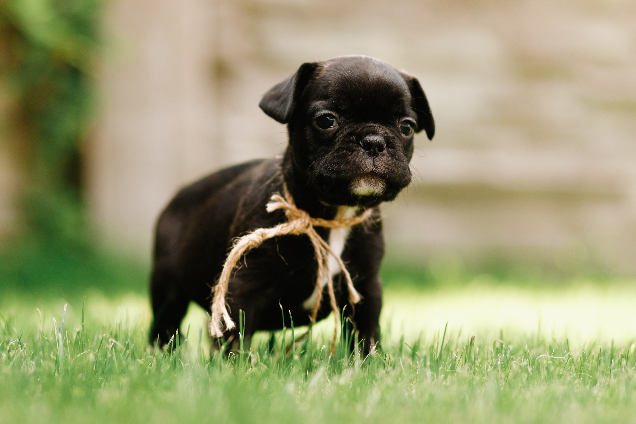 French bulldog puppies. Kaja | fotograf we Wrocławiu | ludzie i psy
