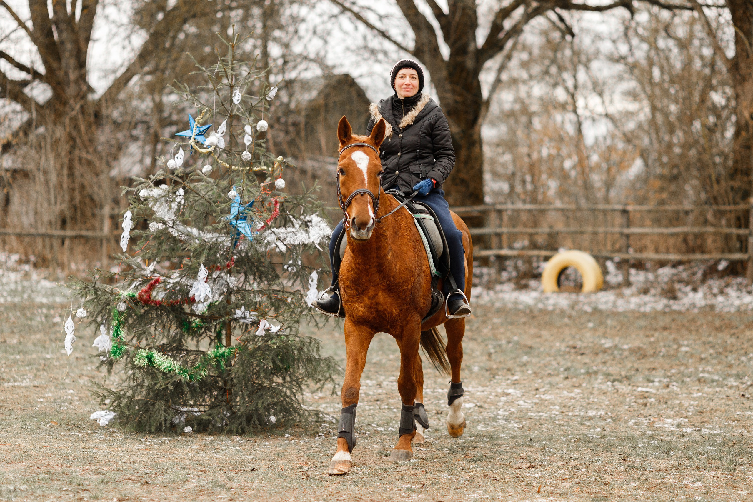 Winter stable. Kaja | fotograf psów we Wrocławiu