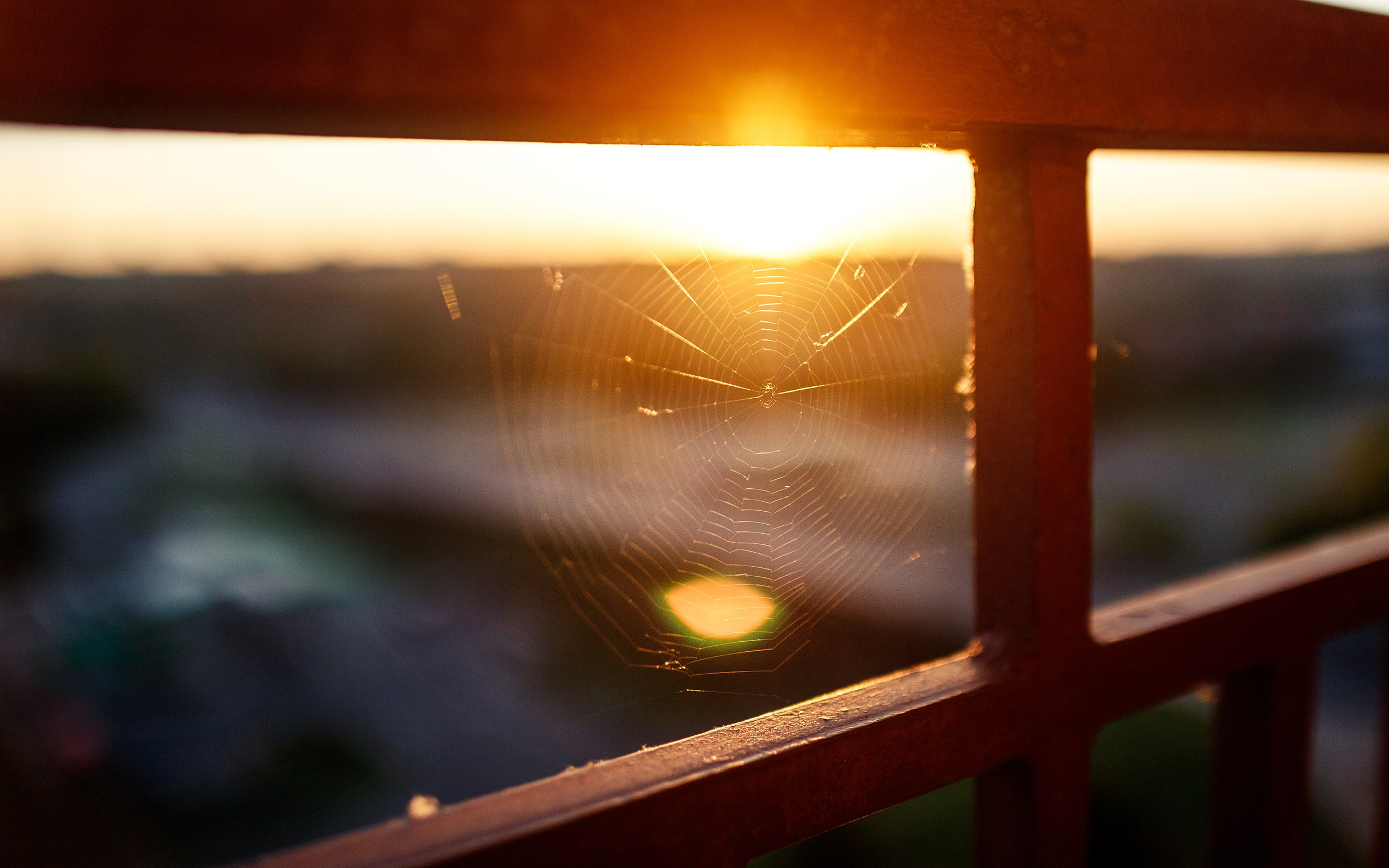 Grodno. Kaja | fotograf we Wrocławiu | ludzie i psy
