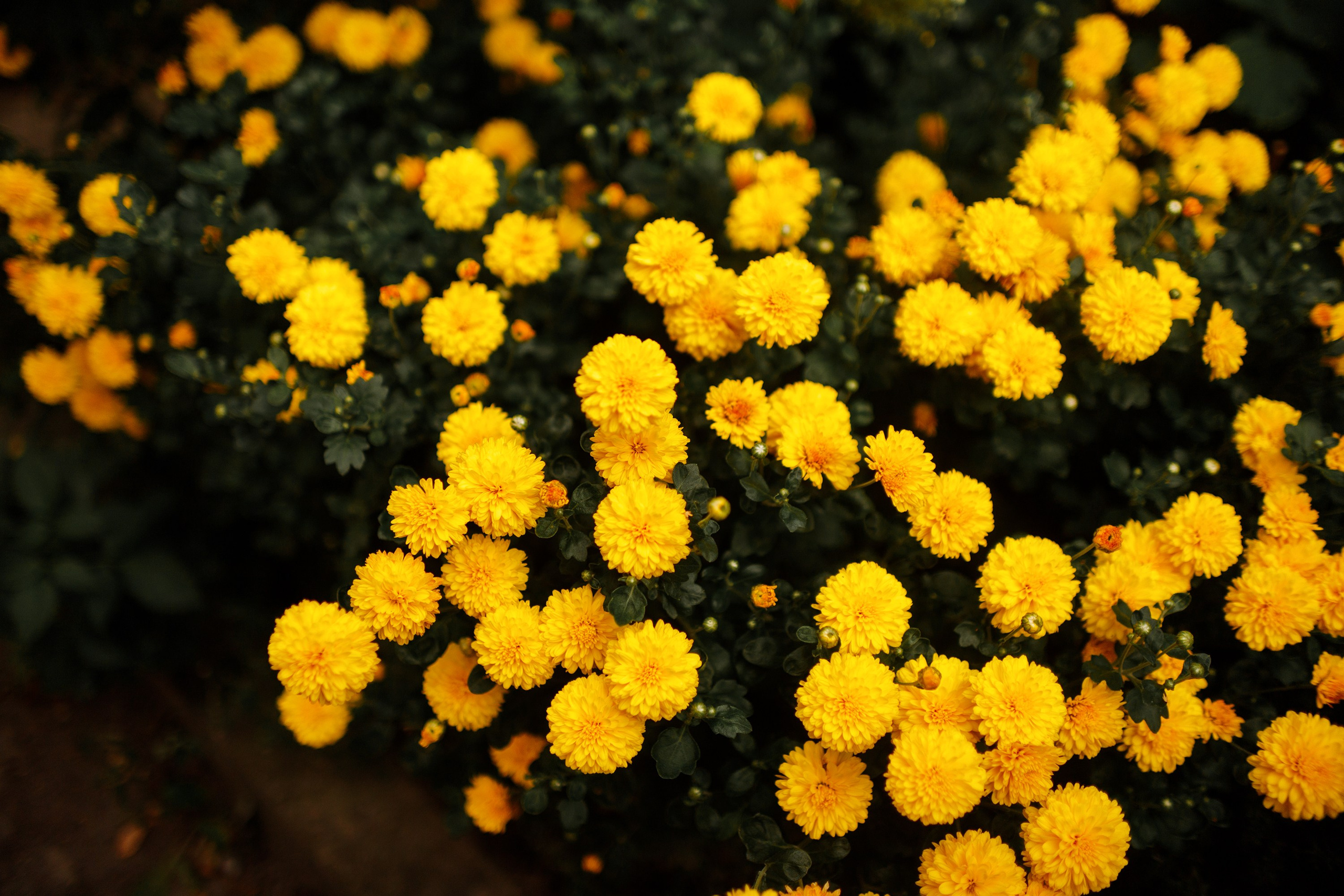 Grodno. Kaja | fotograf we Wrocławiu | ludzie i psy