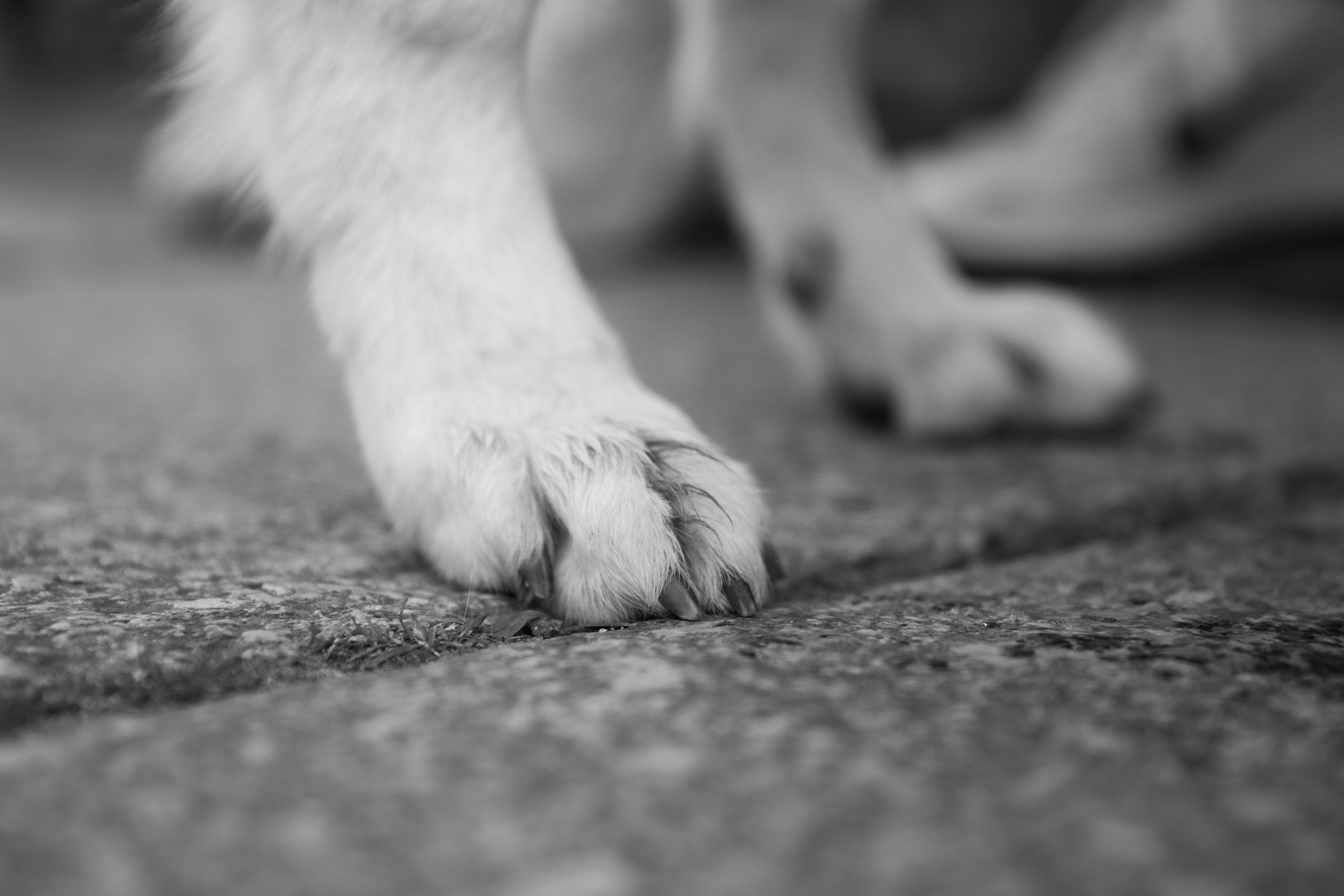 Astra in Leipzig. Kaja | fotograf we Wrocławiu | ludzie i psy