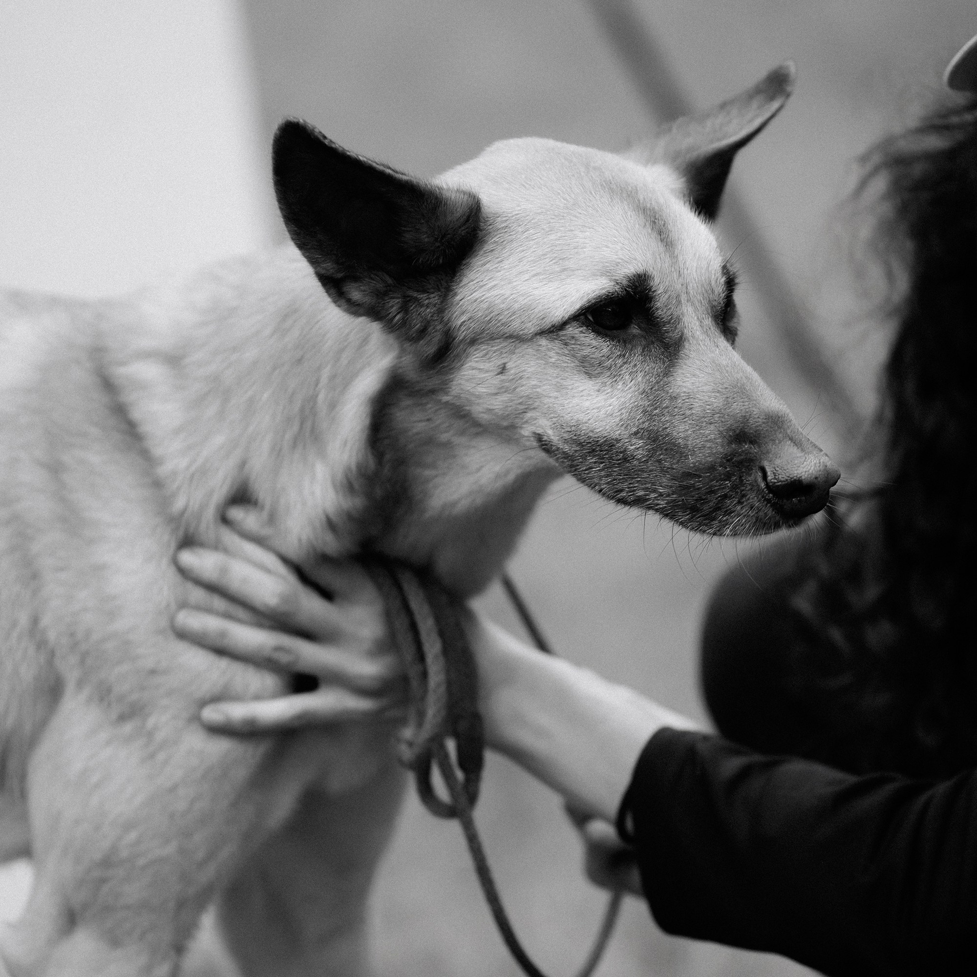 Latające psy, Wrocław'25. Kaja | fotograf psów we Wrocławiu