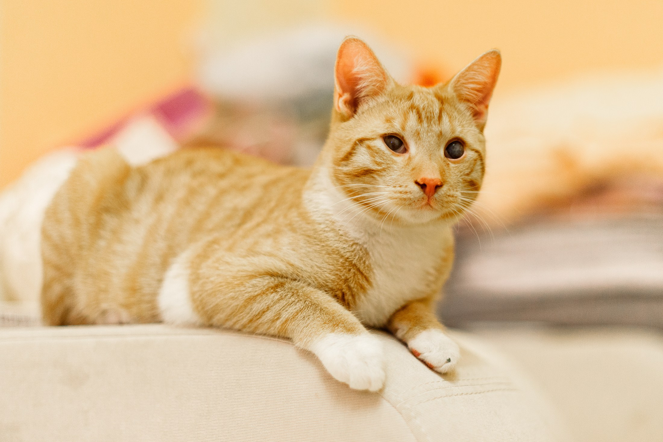 Cats for adoption. Kaja | fotograf we Wrocławiu | ludzie i psy