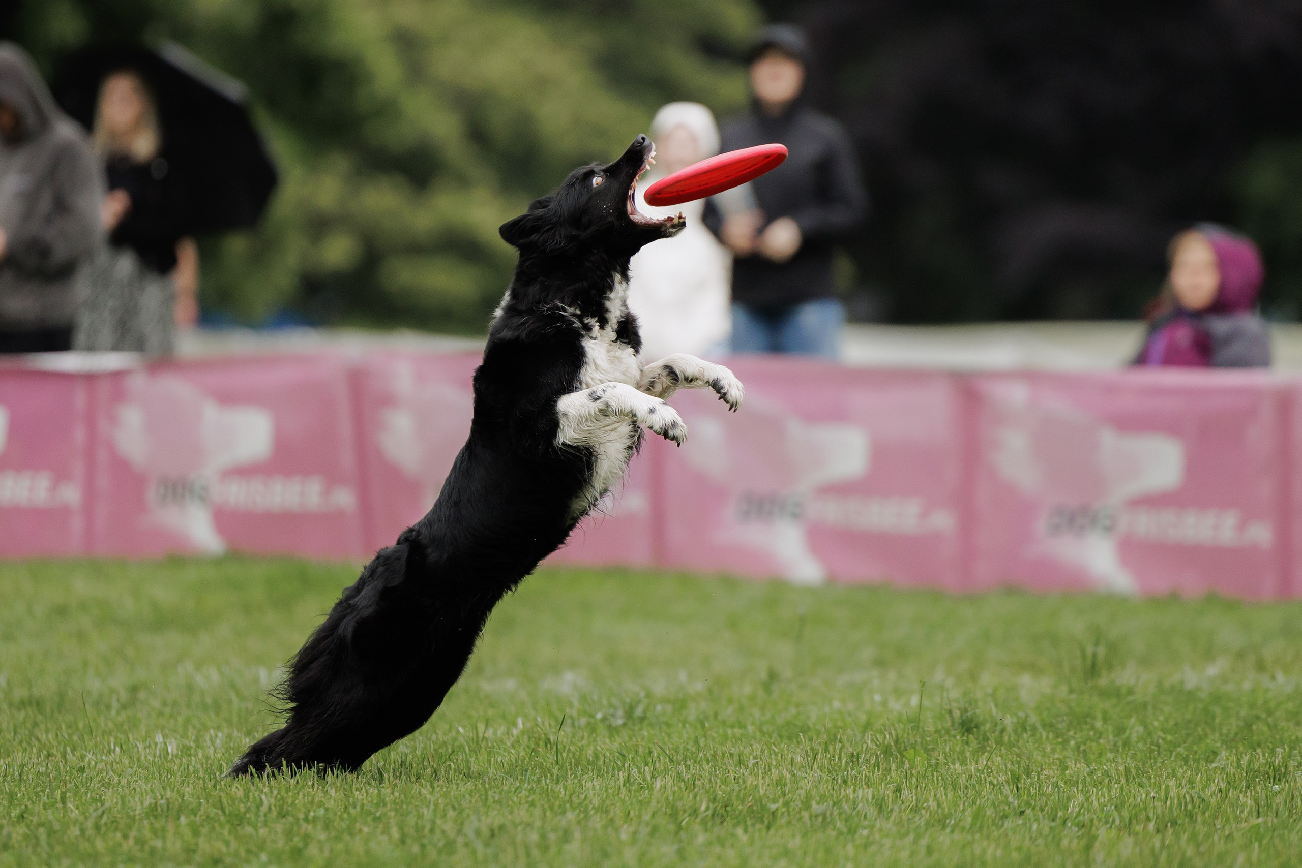 Latające psy, Wrocław'25. Kaja | fotograf psów we Wrocławiu