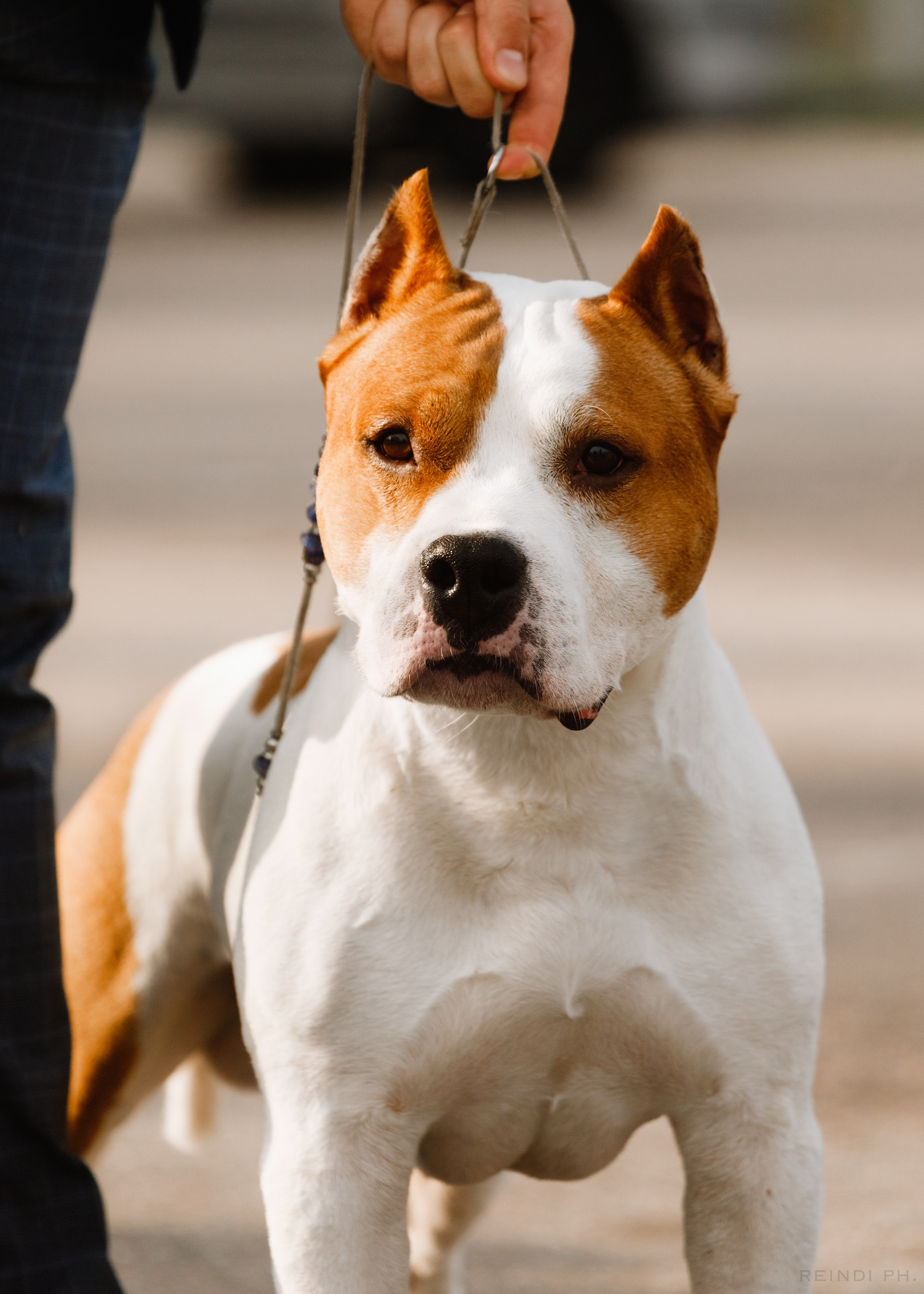 Rainy dog show in Grodno. Kaja | fotograf we Wrocławiu | ludzie i psy