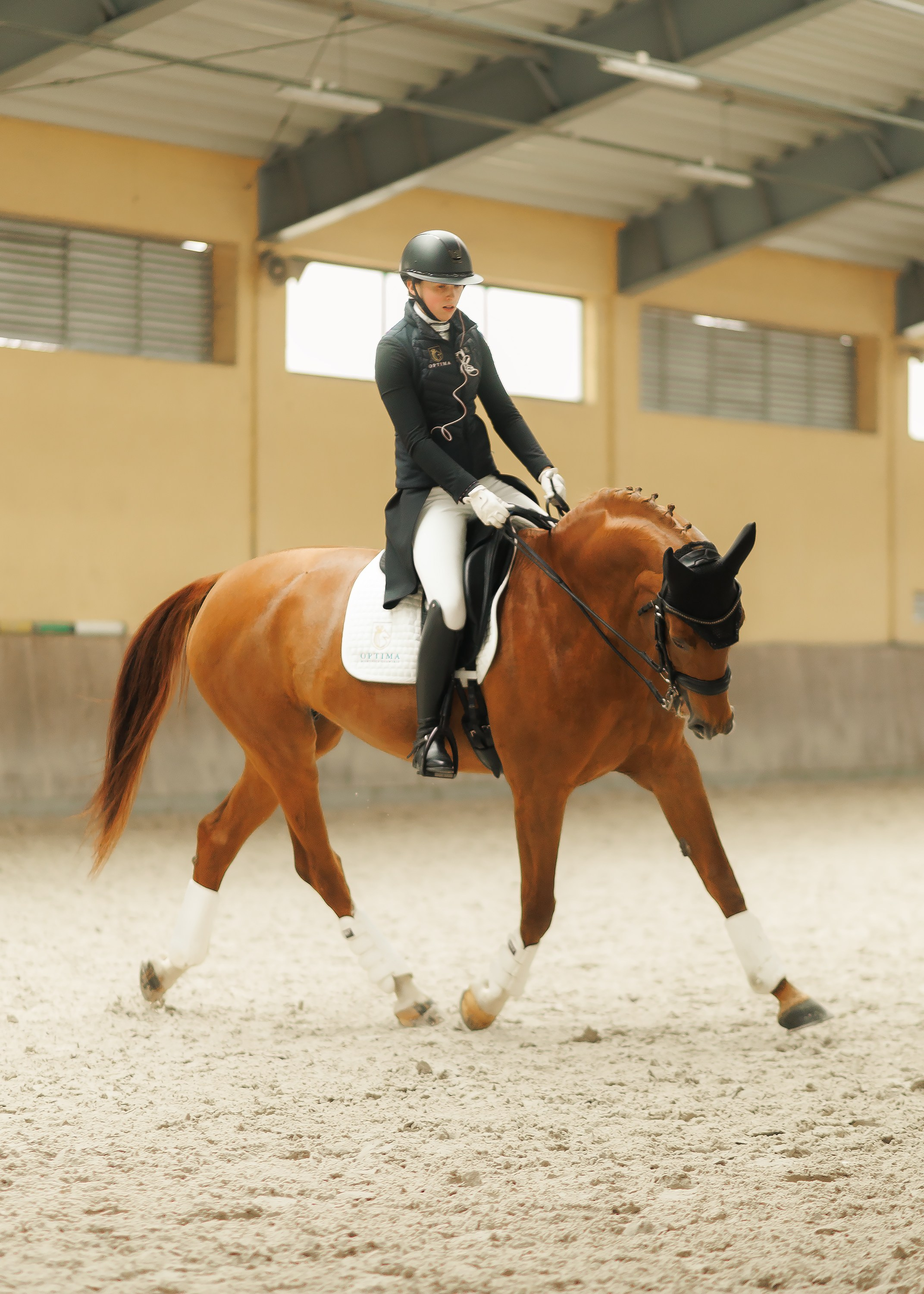 Fotografia koni Wrocław \ ujeżdżenie, Partynice. Kaja | fotograf we Wrocławiu | ludzie i psy