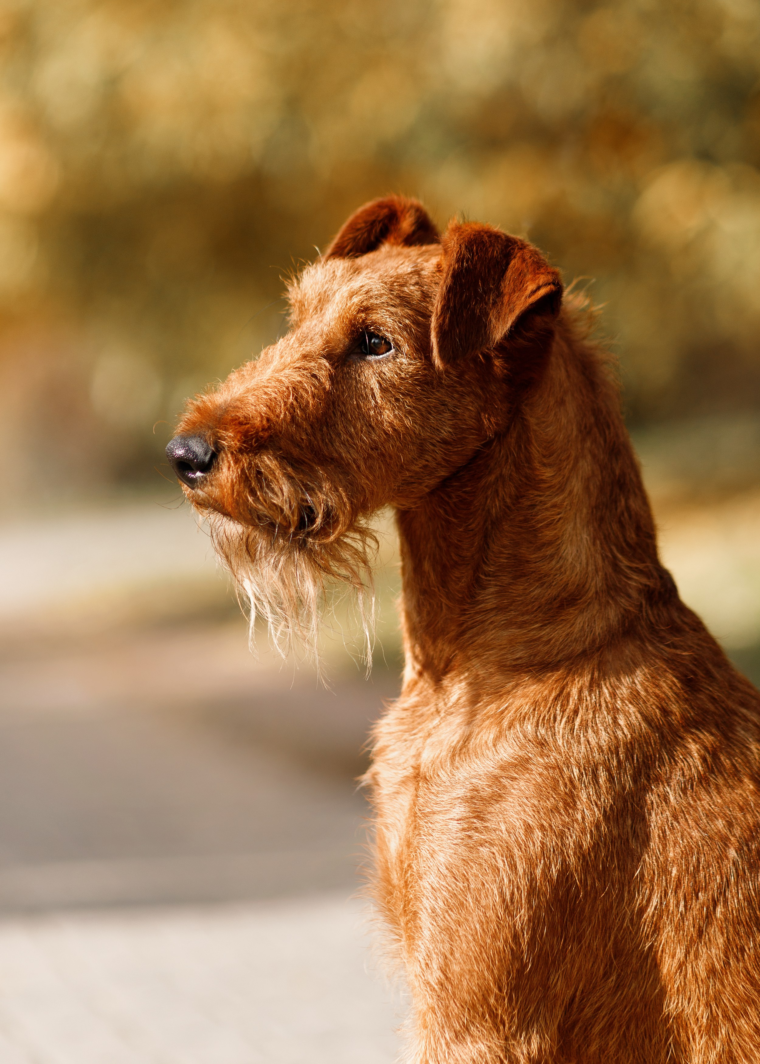 Autumn photo day for dog handler. Kaja | fotograf we Wrocławiu | ludzie i psy
