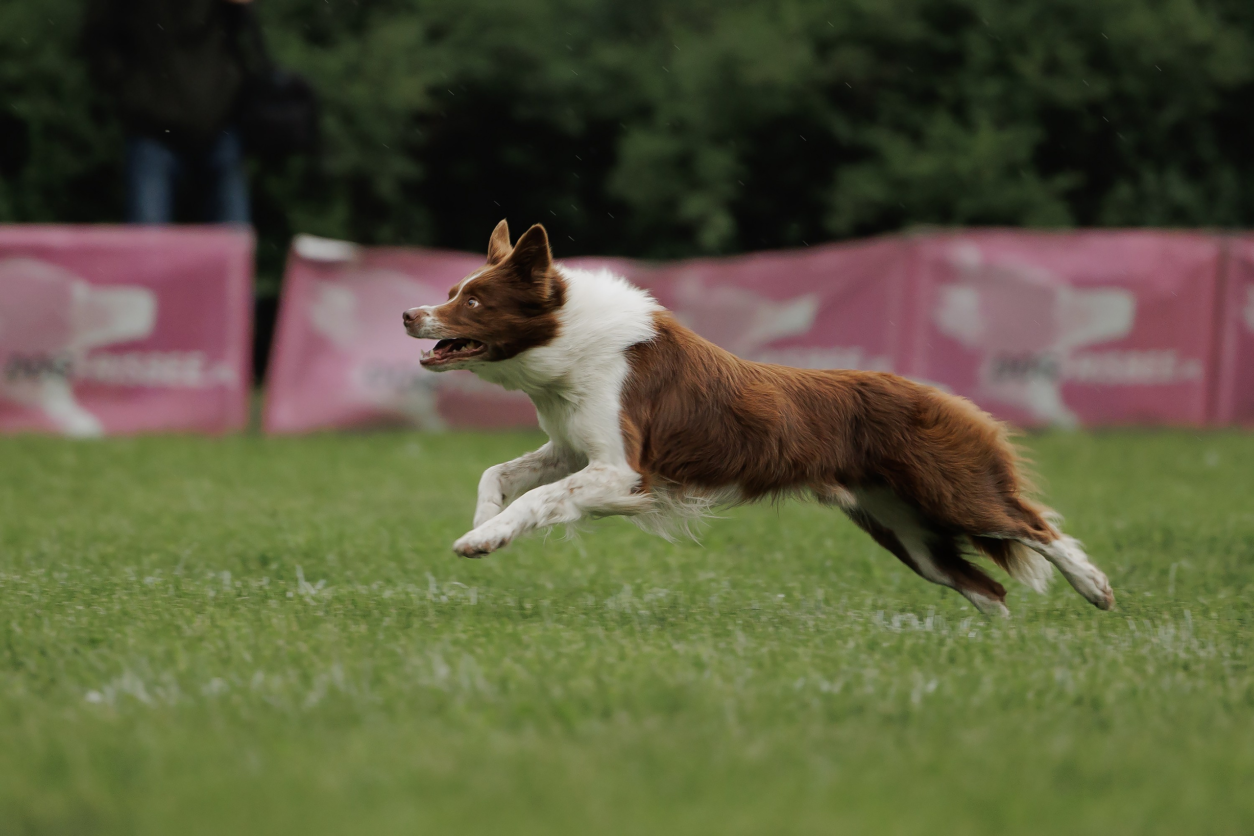 Latające psy, Wrocław'25. Kaja | fotograf psów we Wrocławiu