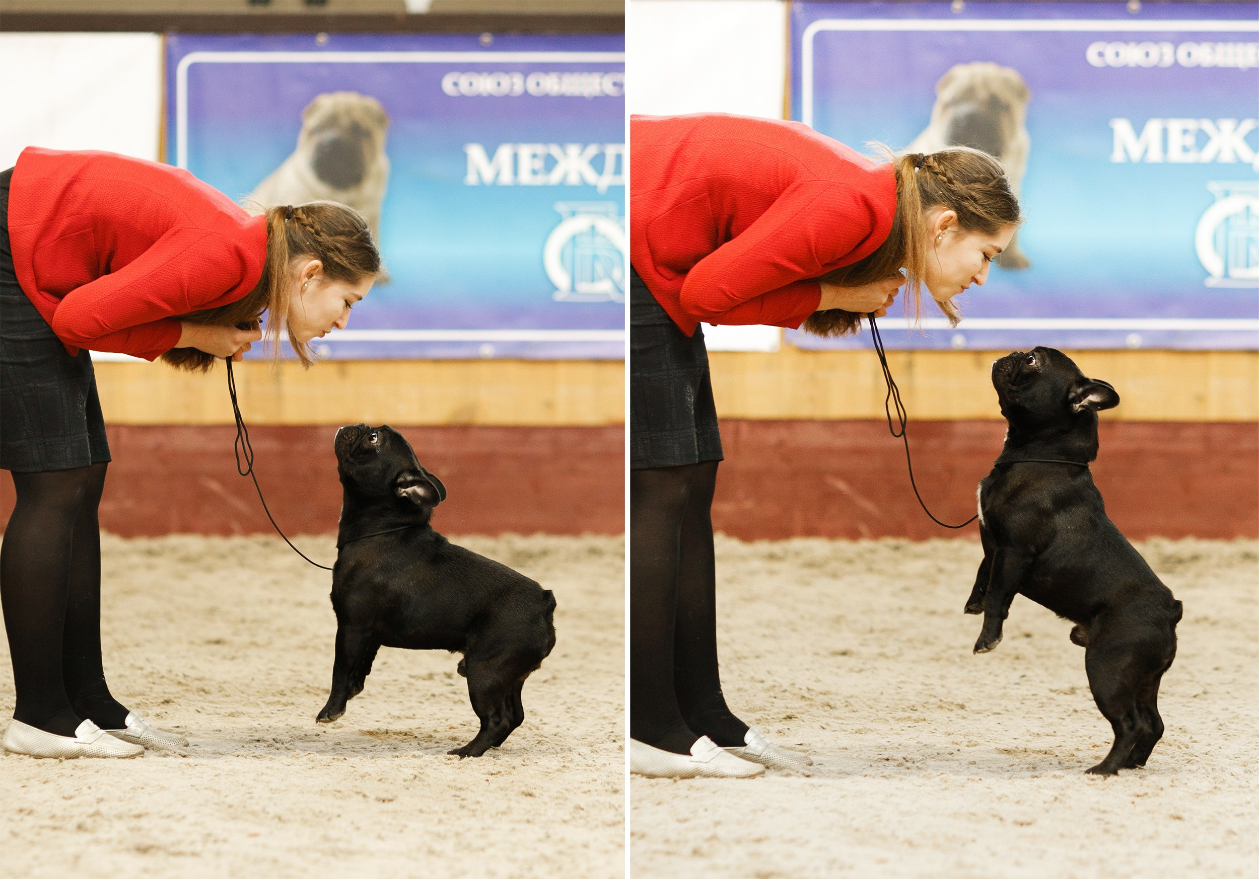 Dog shows | the best ones. Kaja | fotograf psów we Wrocławiu