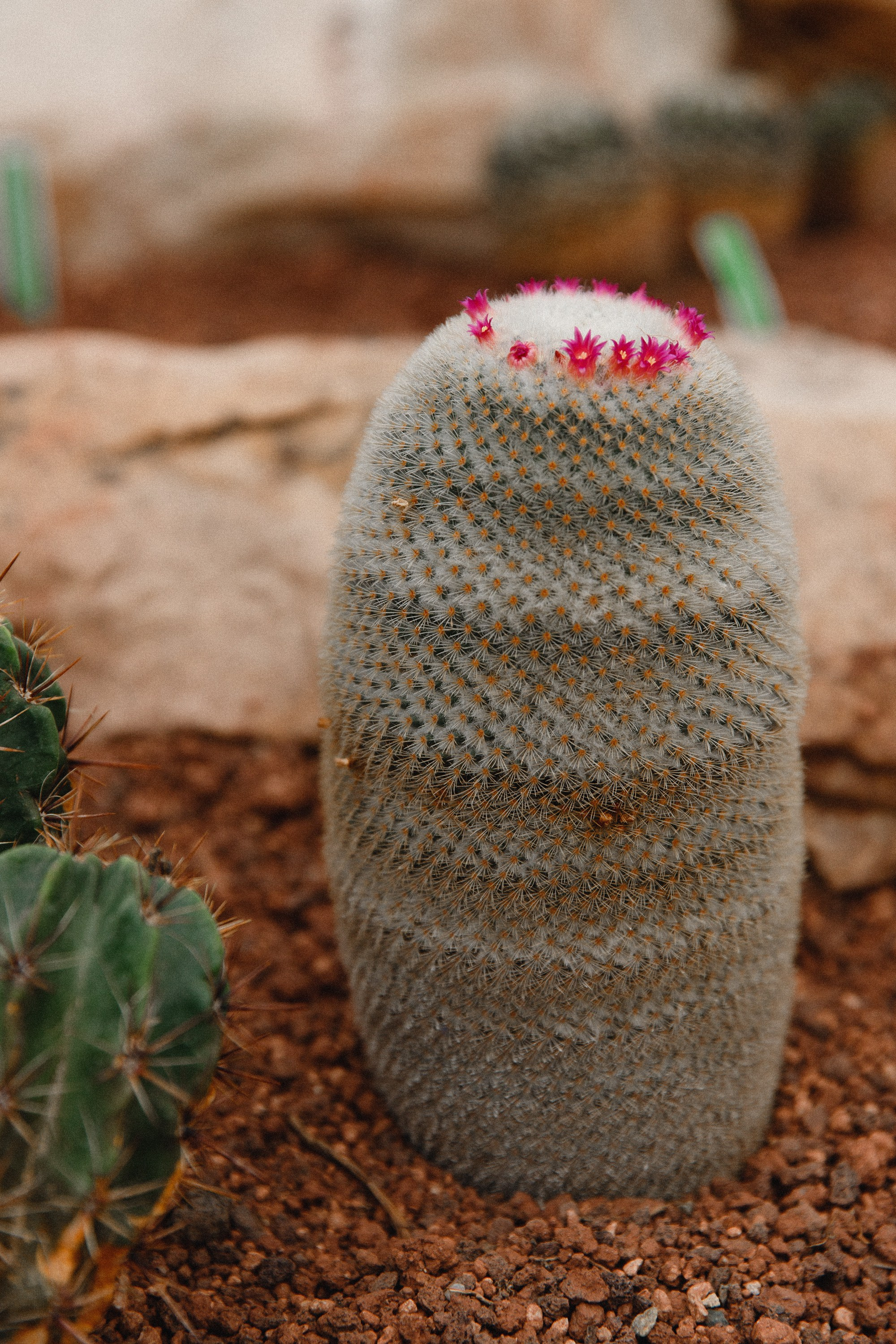 Botanical garden in Wroclaw. Kaja | fotograf we Wrocławiu | ludzie i psy
