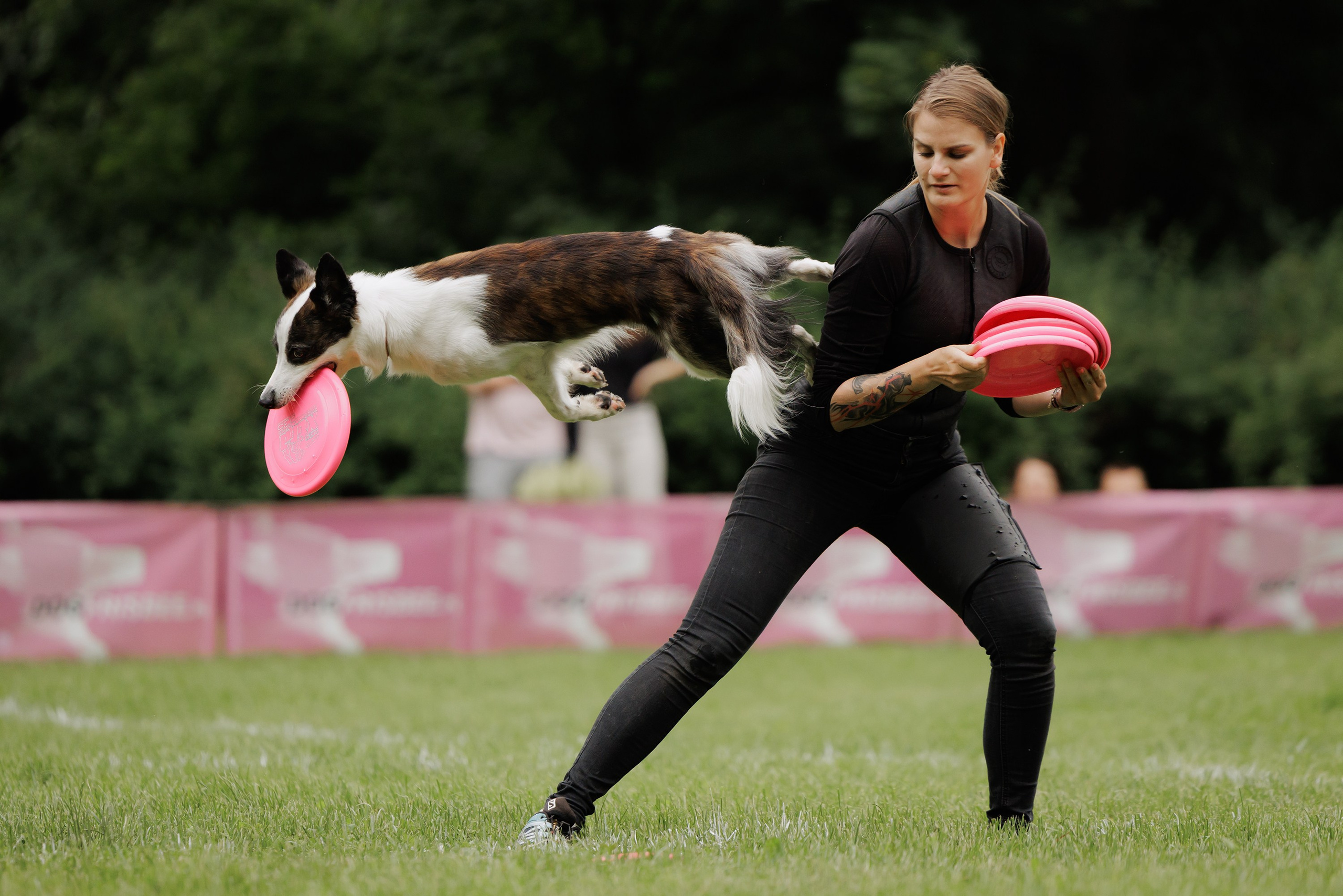 Latające psy, Wrocław'25. Kaja | fotograf psów we Wrocławiu