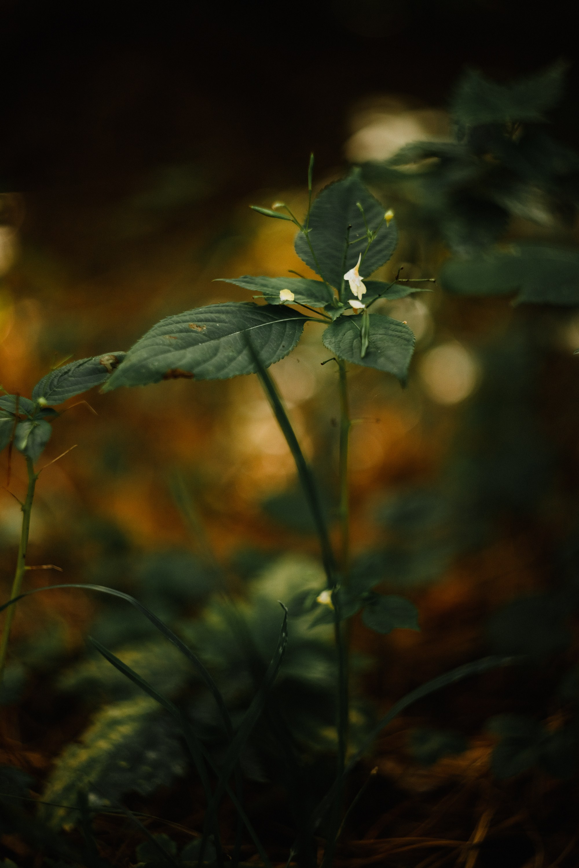 Grodno. Kaja | fotograf we Wrocławiu | ludzie i psy