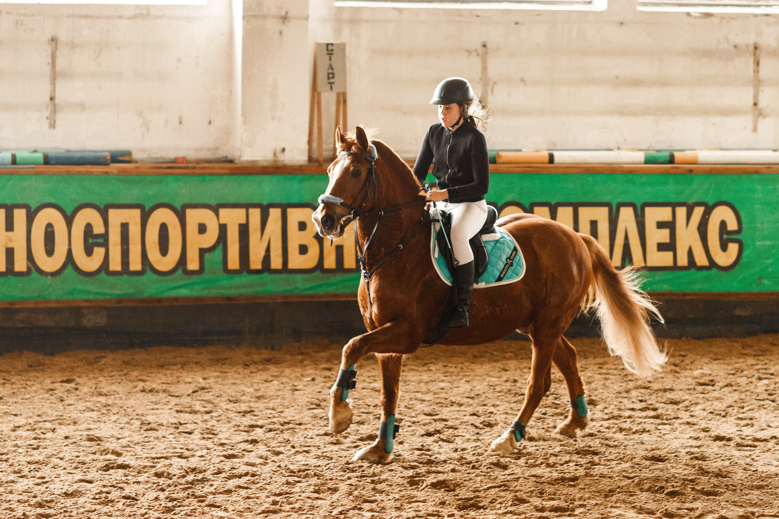 Winter show jumping in «Progress». Kaja | fotograf we Wrocławiu | ludzie i psy