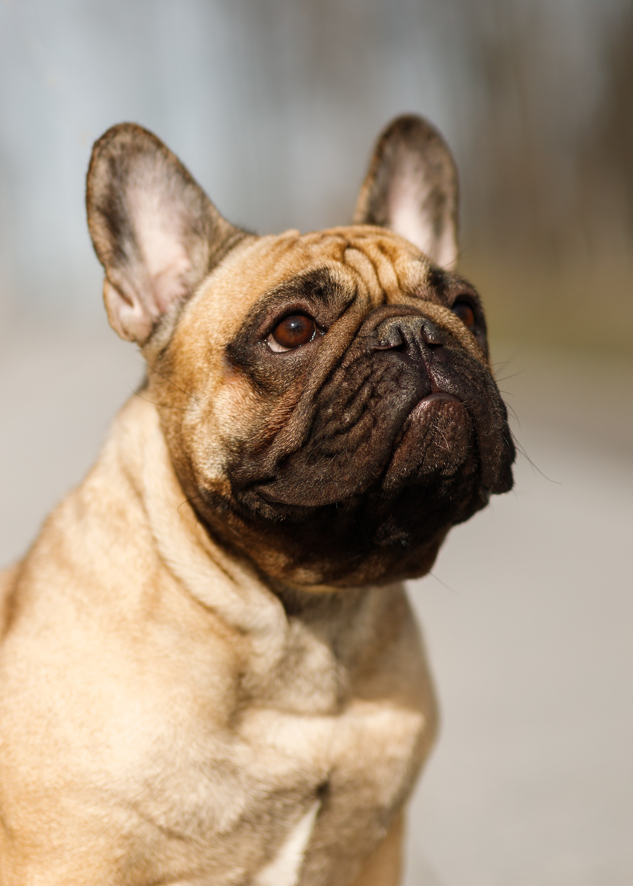 Autumn photo day for dog handler. Kaja | fotograf we Wrocławiu | ludzie i psy