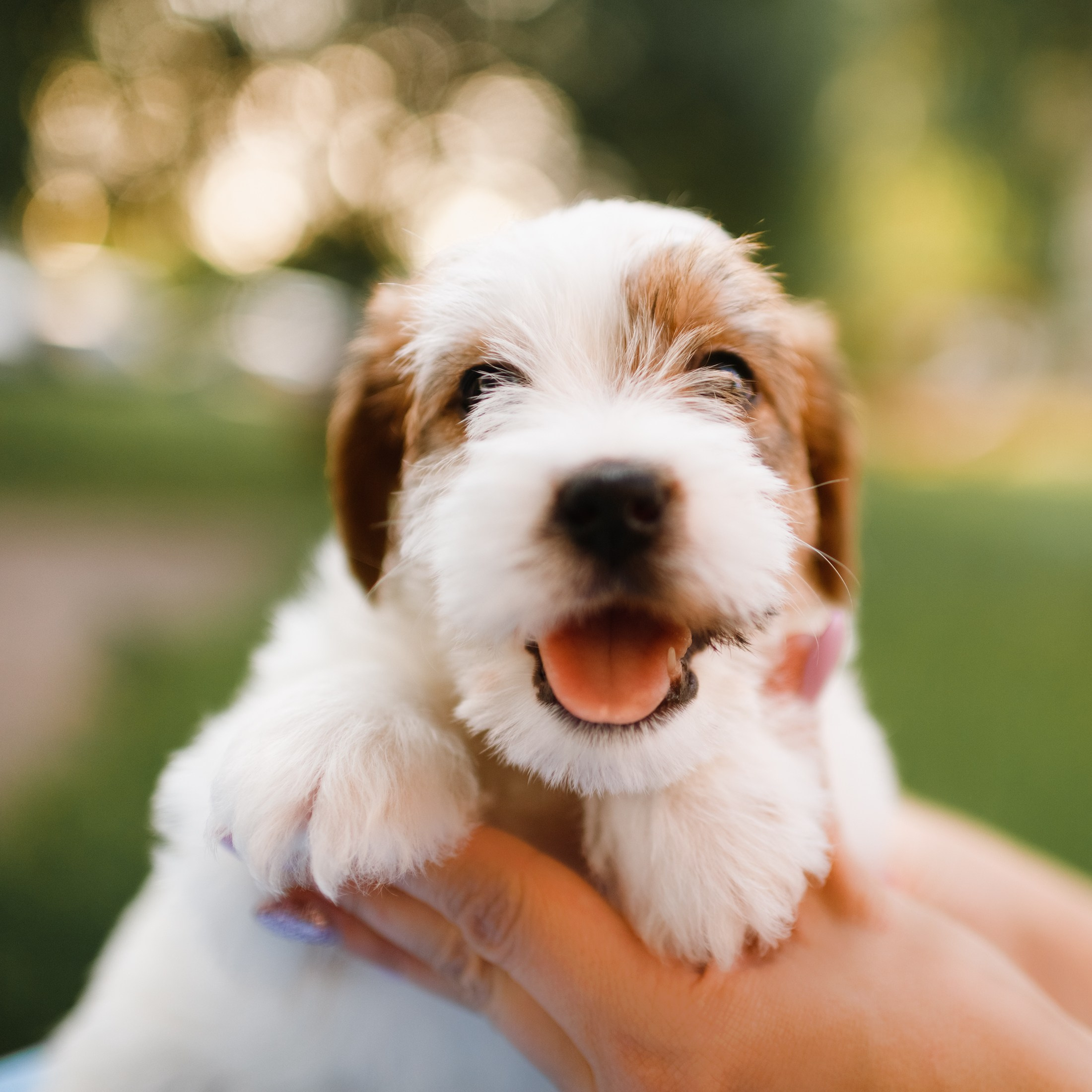 Jack russel puppies. Kaja | fotograf we Wrocławiu | ludzie i psy