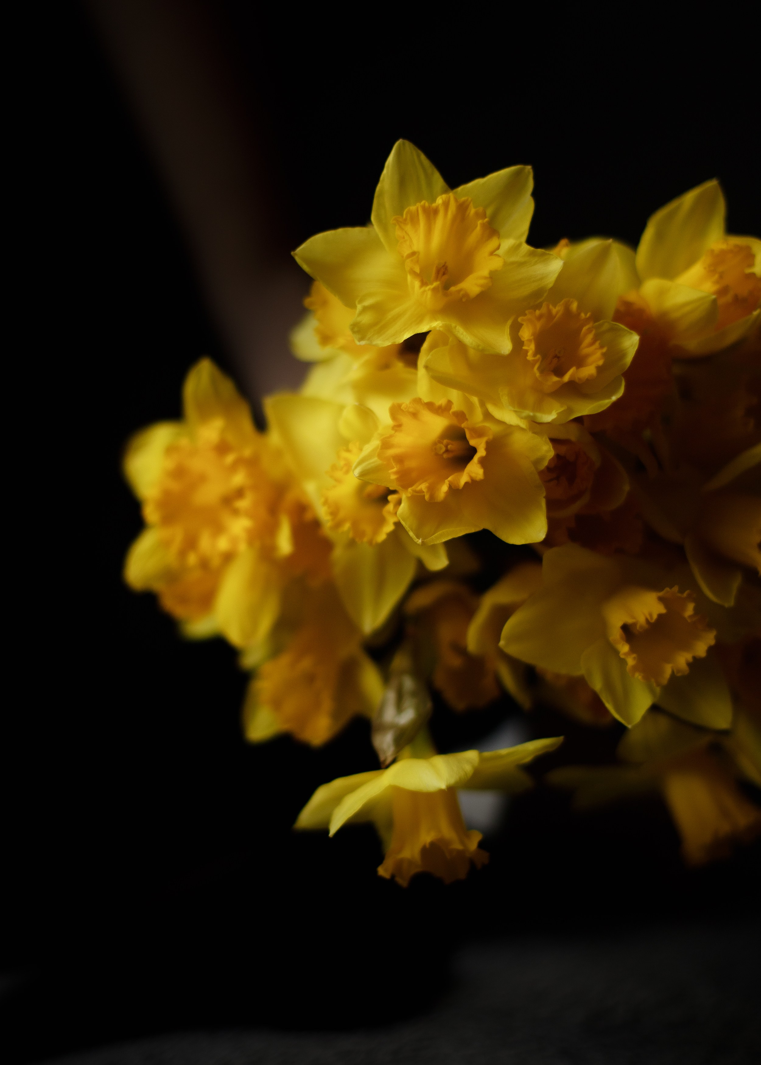 Masha. Kaja | fotograf psów we Wrocławiu