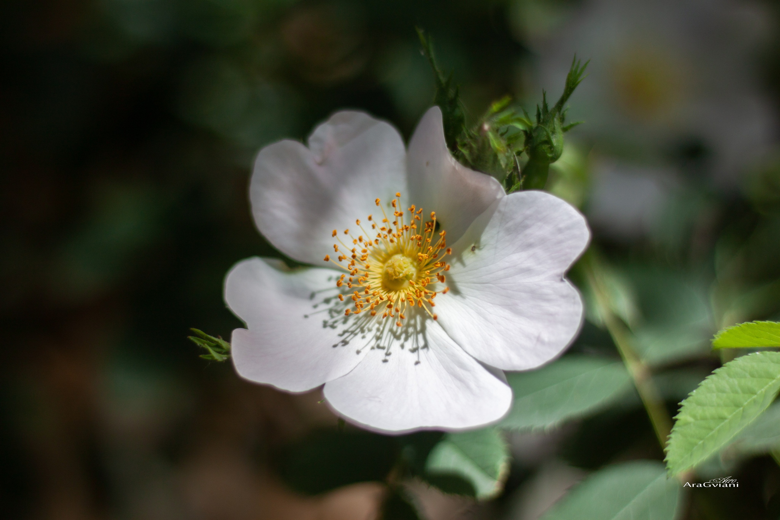 ბუნება. FramefreeMan